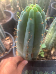 💎🌶️🌶️ NOM — 8.5” Tip