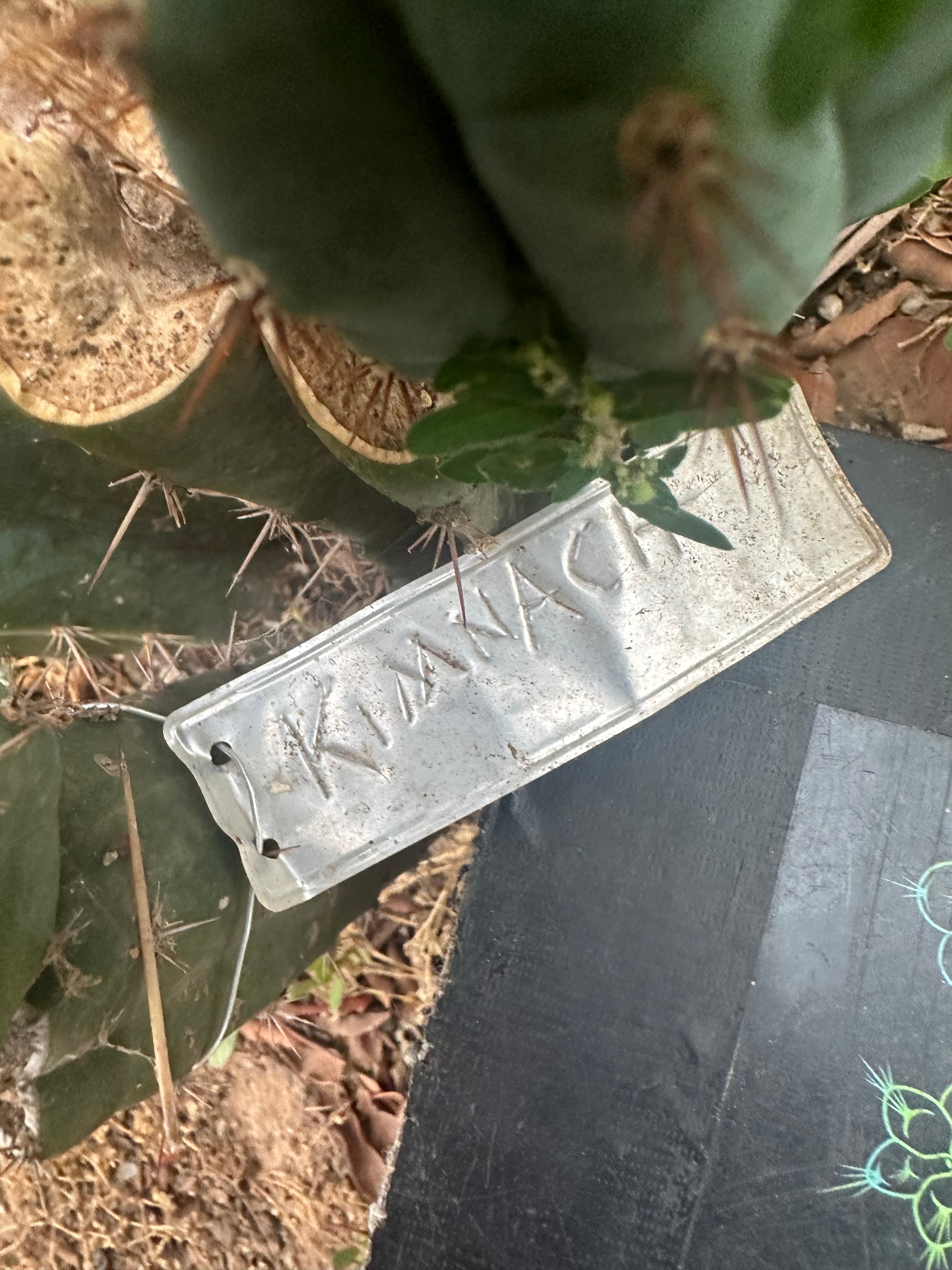 -👑🌶️ Kimnach — 11” Pup