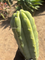 👑💎🌶️🌶️ Eileen — Max Girth 12” Tips