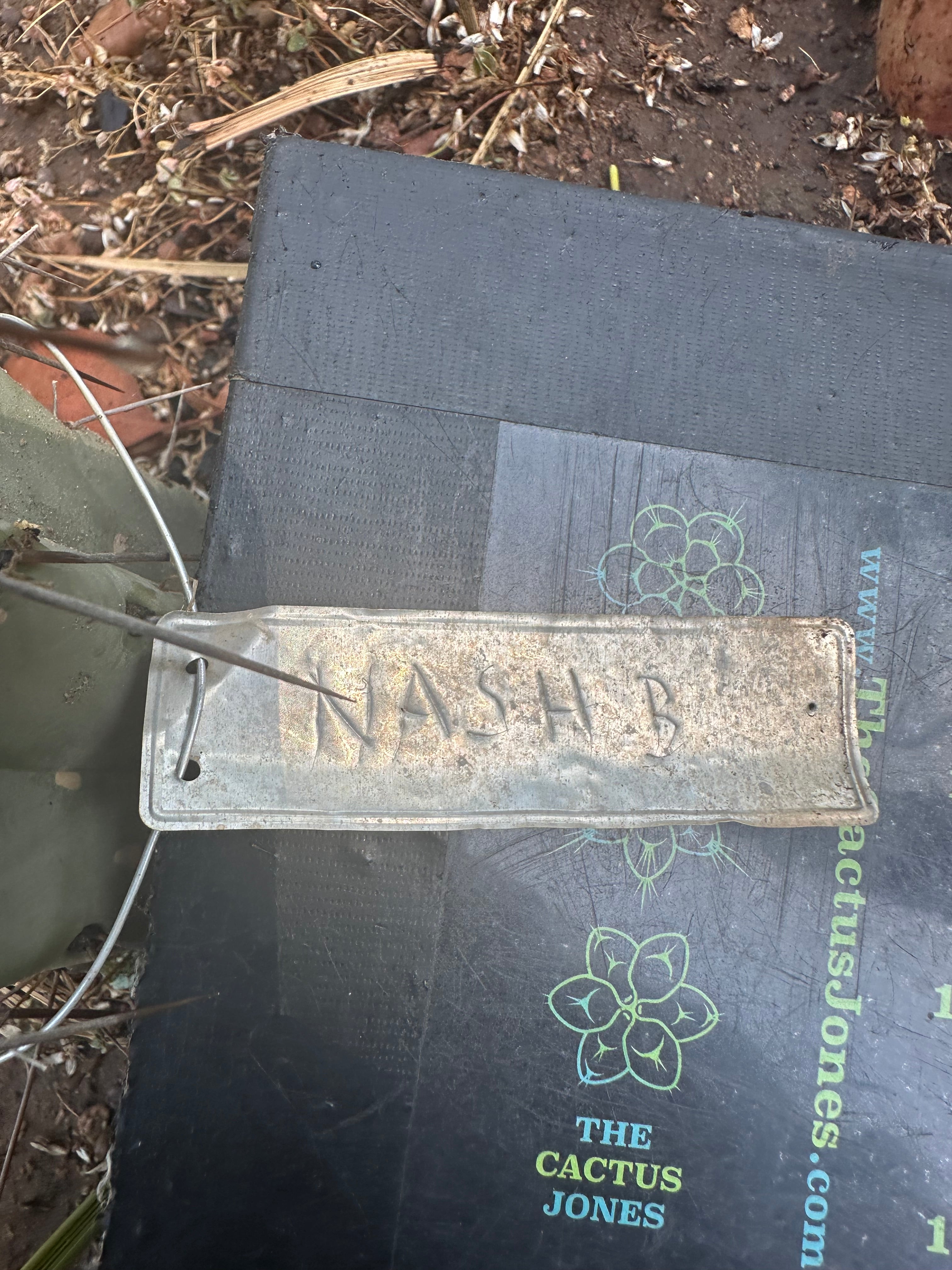 👑🌶️ Nash — 10” Pups