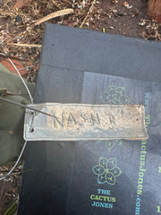 👑🌶️ Nash — 10” Pups