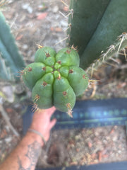 💎👑🌶️ Kimnach — XL 16” Pup
