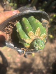👑 Glorp — Small Pup Graft