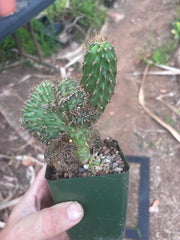 💎👑 Austin — Rooted 5” x 4” Crest (Whole)