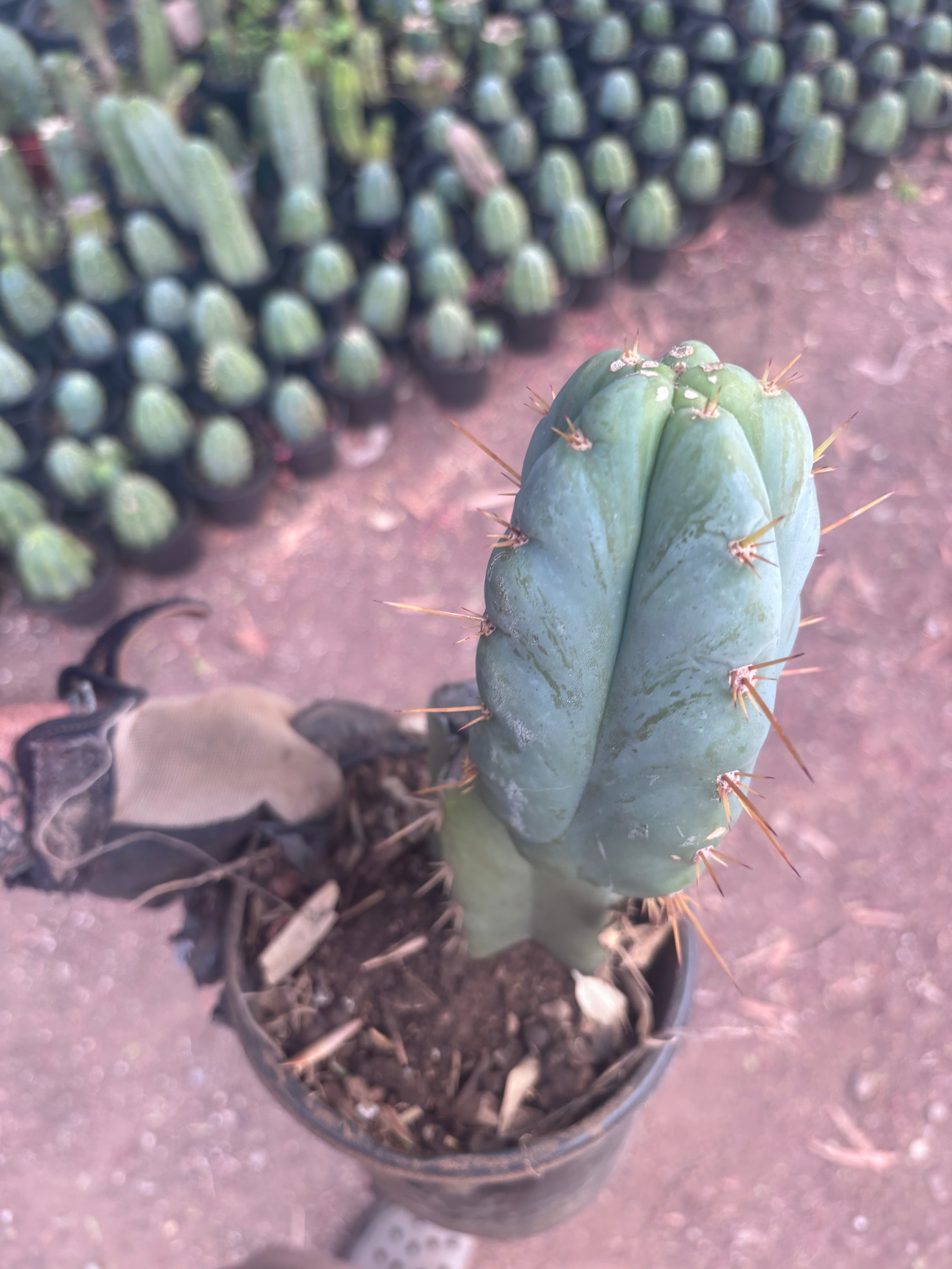 👑 Lotusland Huanu —  Fully Rooted Mid with Fat Pup