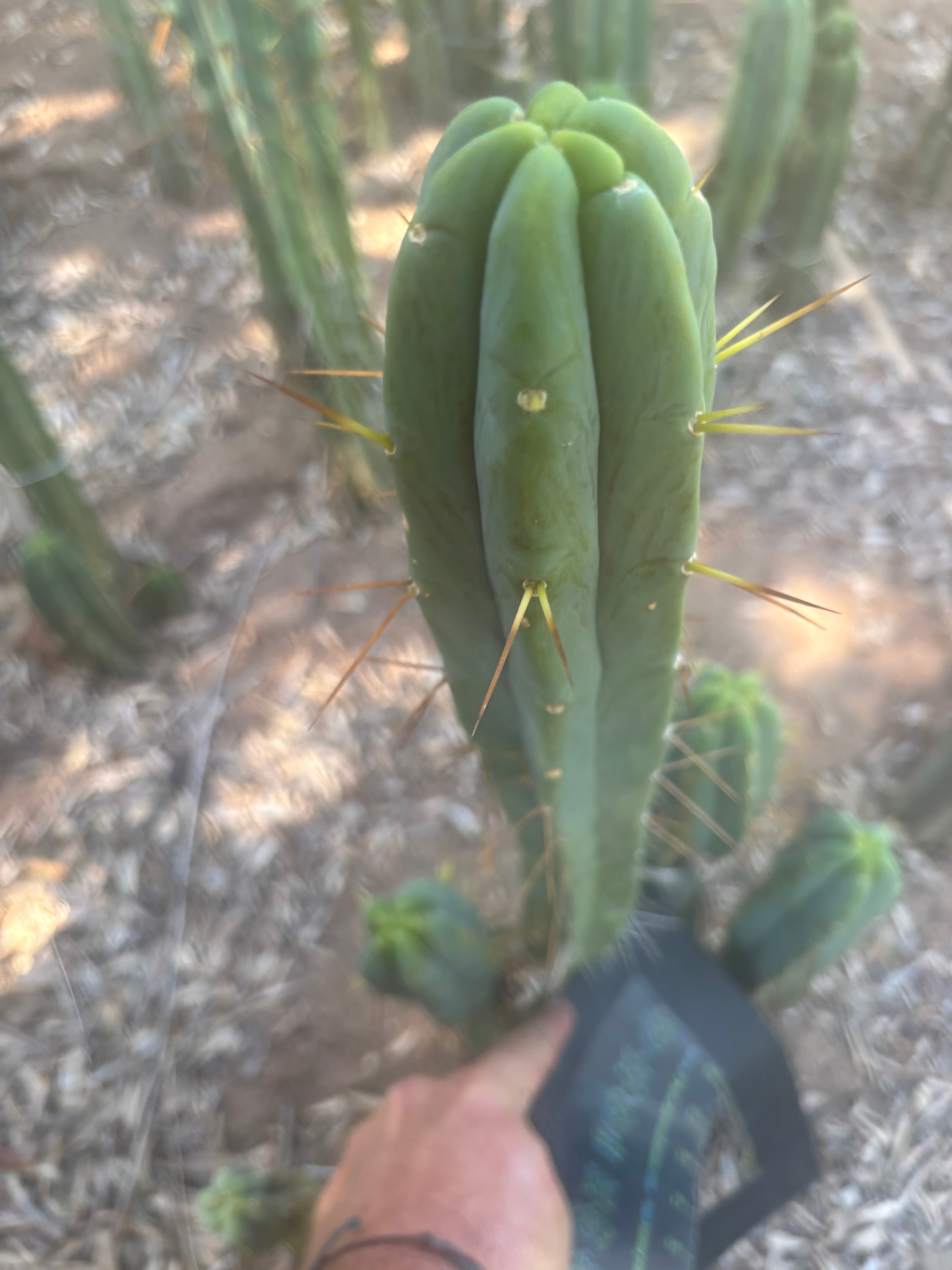 👑🌶️ Species C — XL 15” Pup