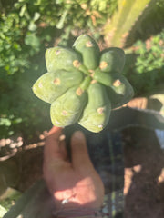 👑🌶️  Ichoca — 8” Tip
