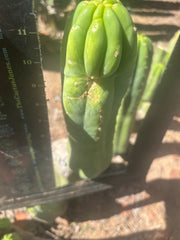 👑🌶️🌶️ Ogun — 12.5” Pup