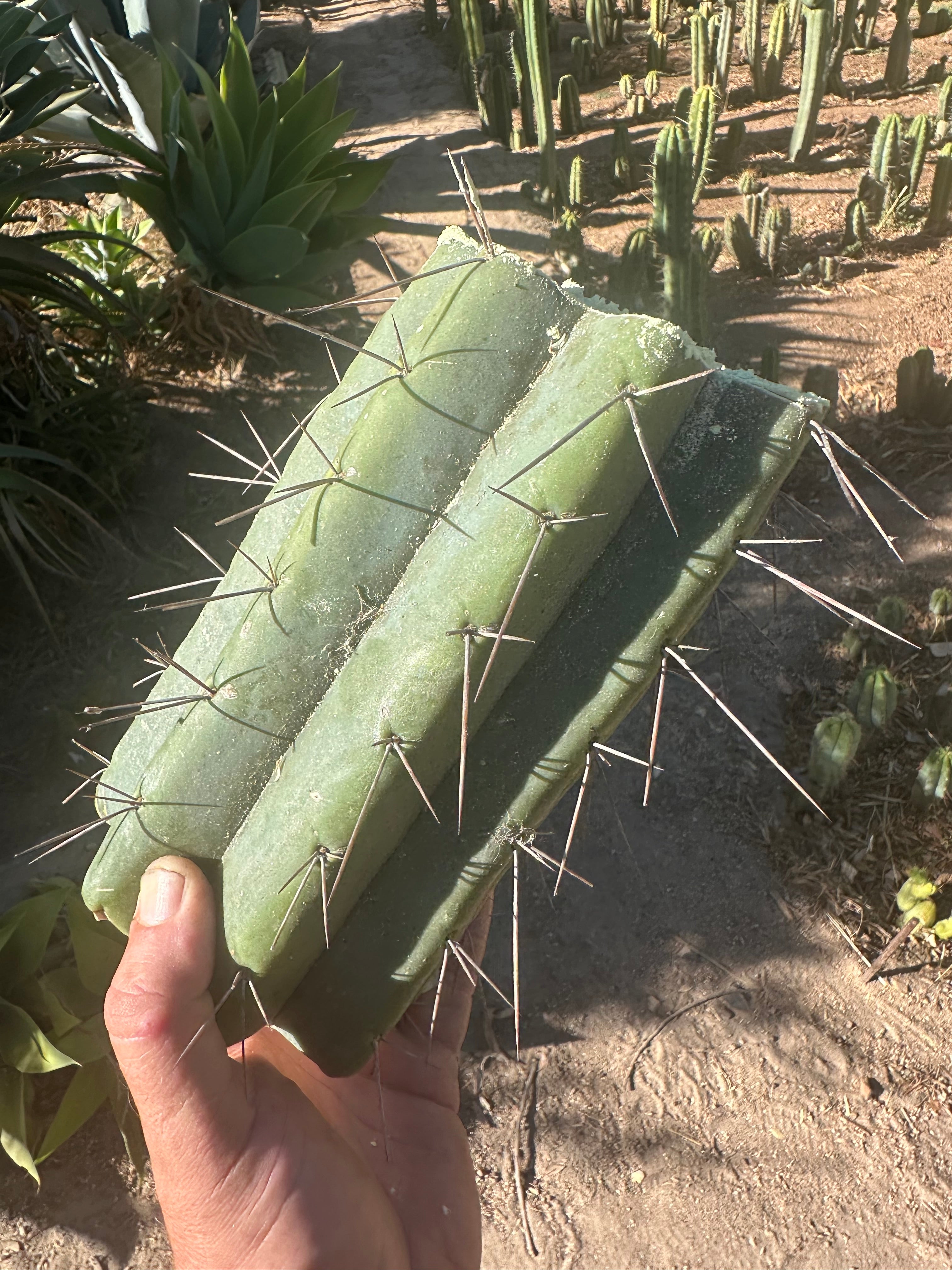 🌶️🌶️⚠️ E.R. — 9” Mega Mid (One More)