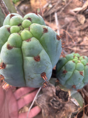 💎👑 Papa Smurf — 8” Chonk Melon