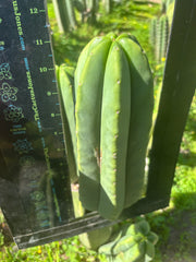 👑🌶️ Zulk — FAT 11” Pup