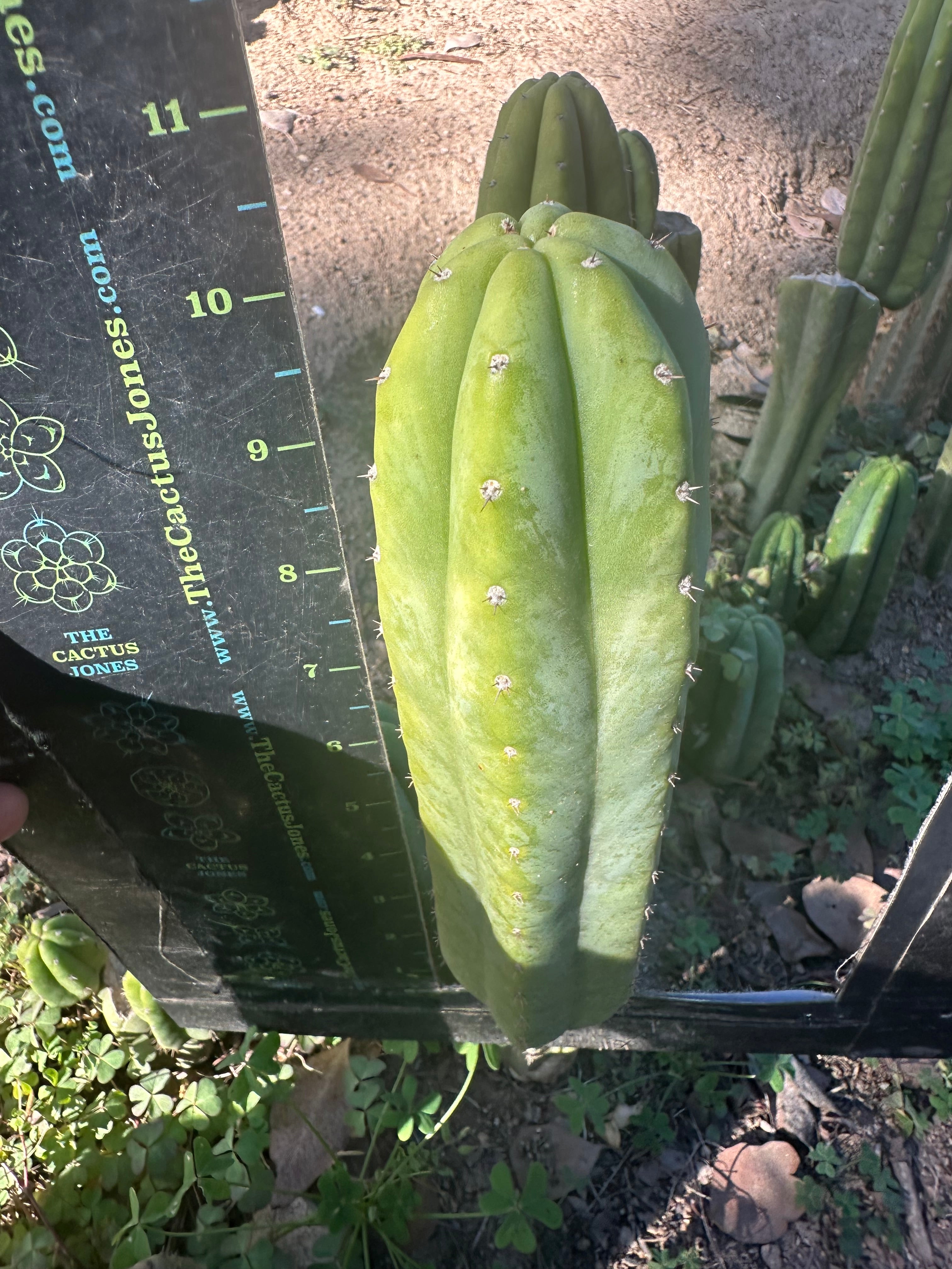 👑🌶️🌶️ Ogun — 10” Tip