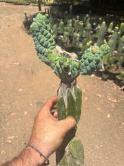 👑💎 Glorp — Another XL Graft
