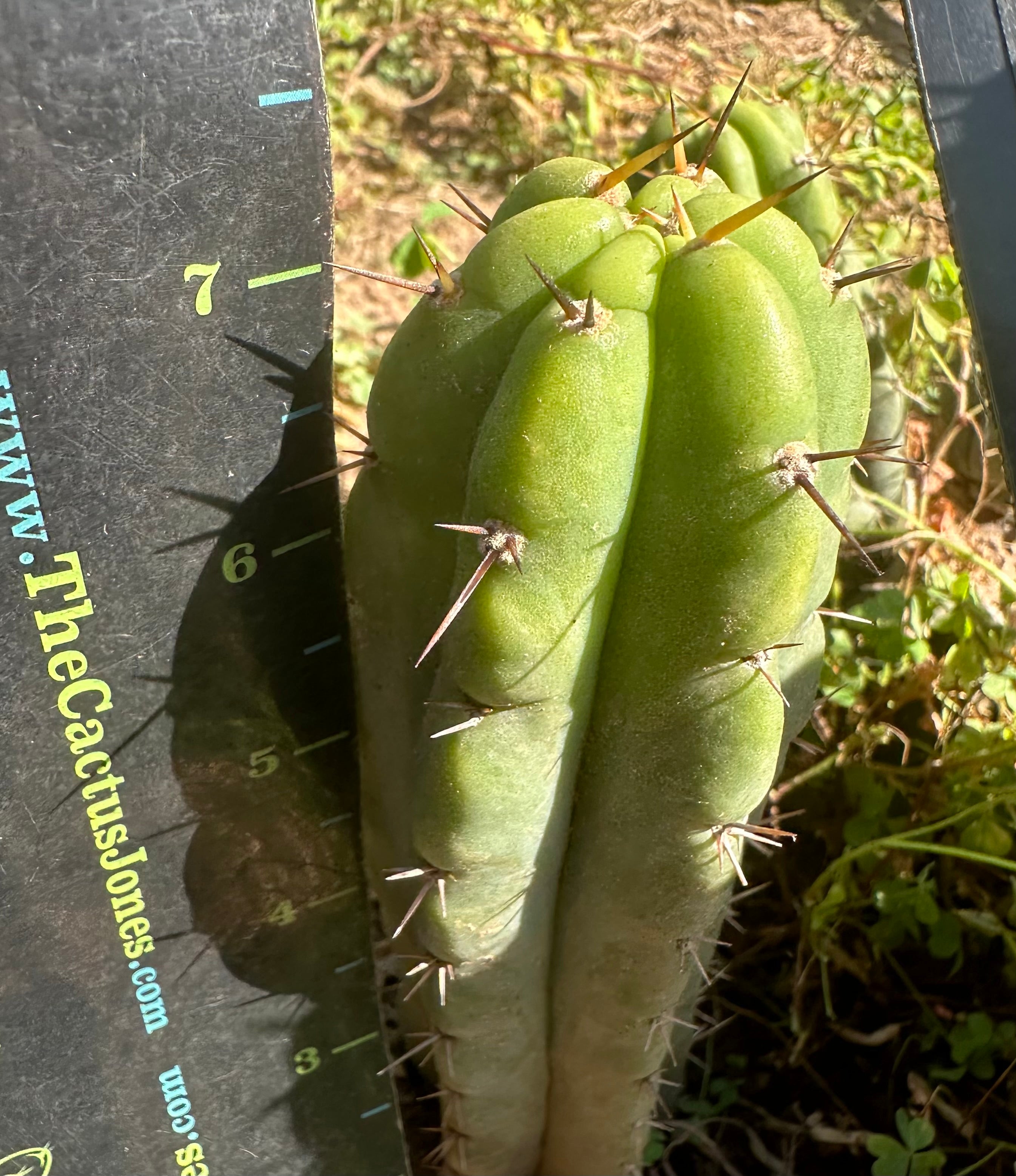 👑 🌶️ 🌶️ Pala! — Fully Rooted