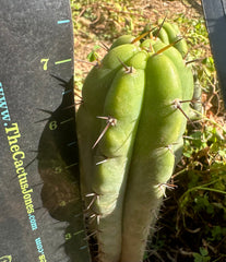 👑 🌶️ 🌶️ Pala! — Fully Rooted