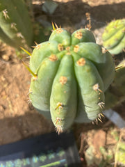 👑 Brian’s Blue Skies — XL 14” Pup