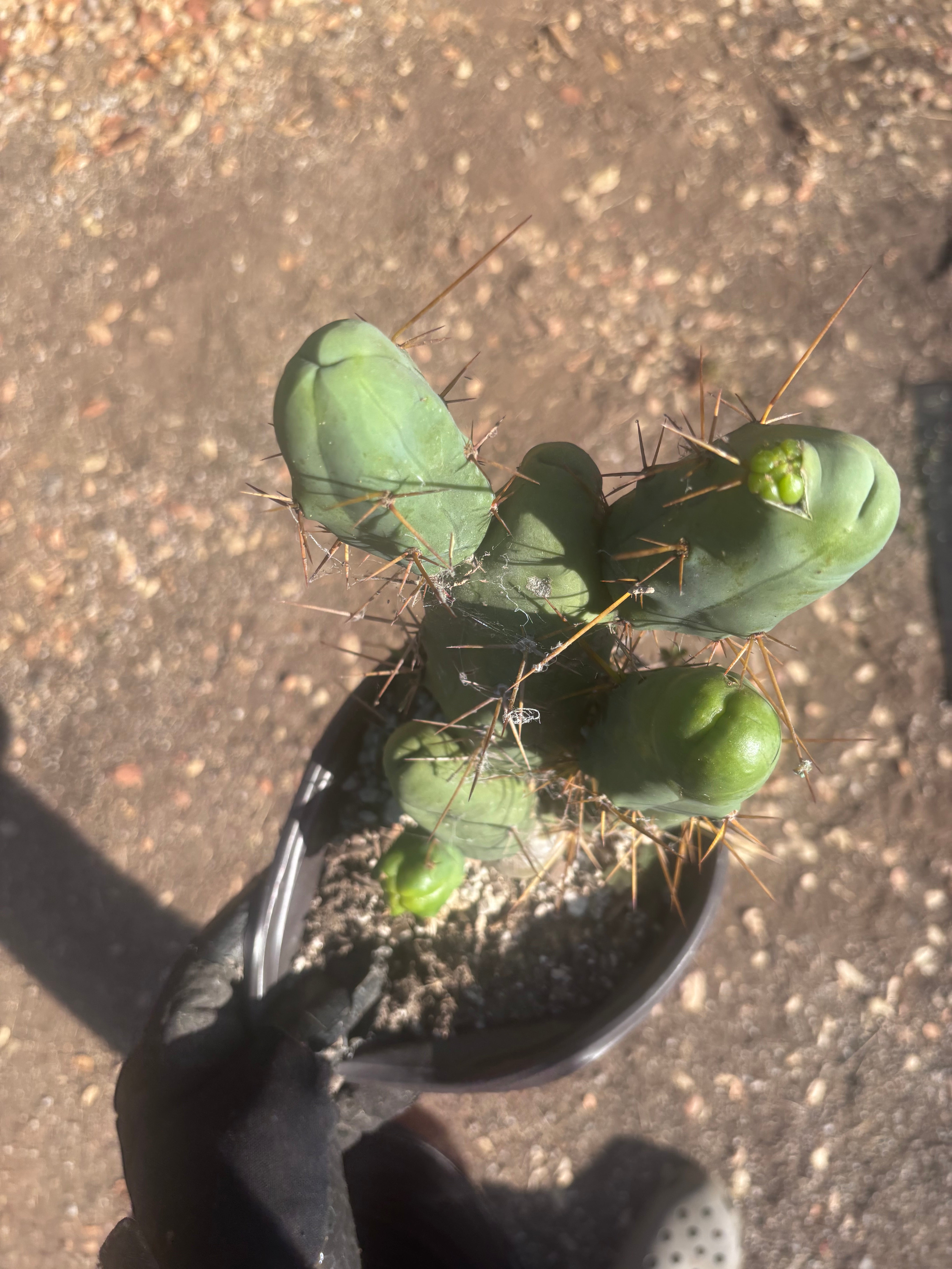 👑🌶️🌶️  TBM Clone B — Large, Fully Rooted