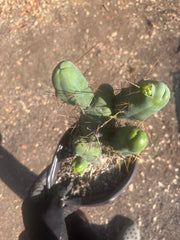 👑🌶️🌶️  TBM Clone B — Large, Fully Rooted