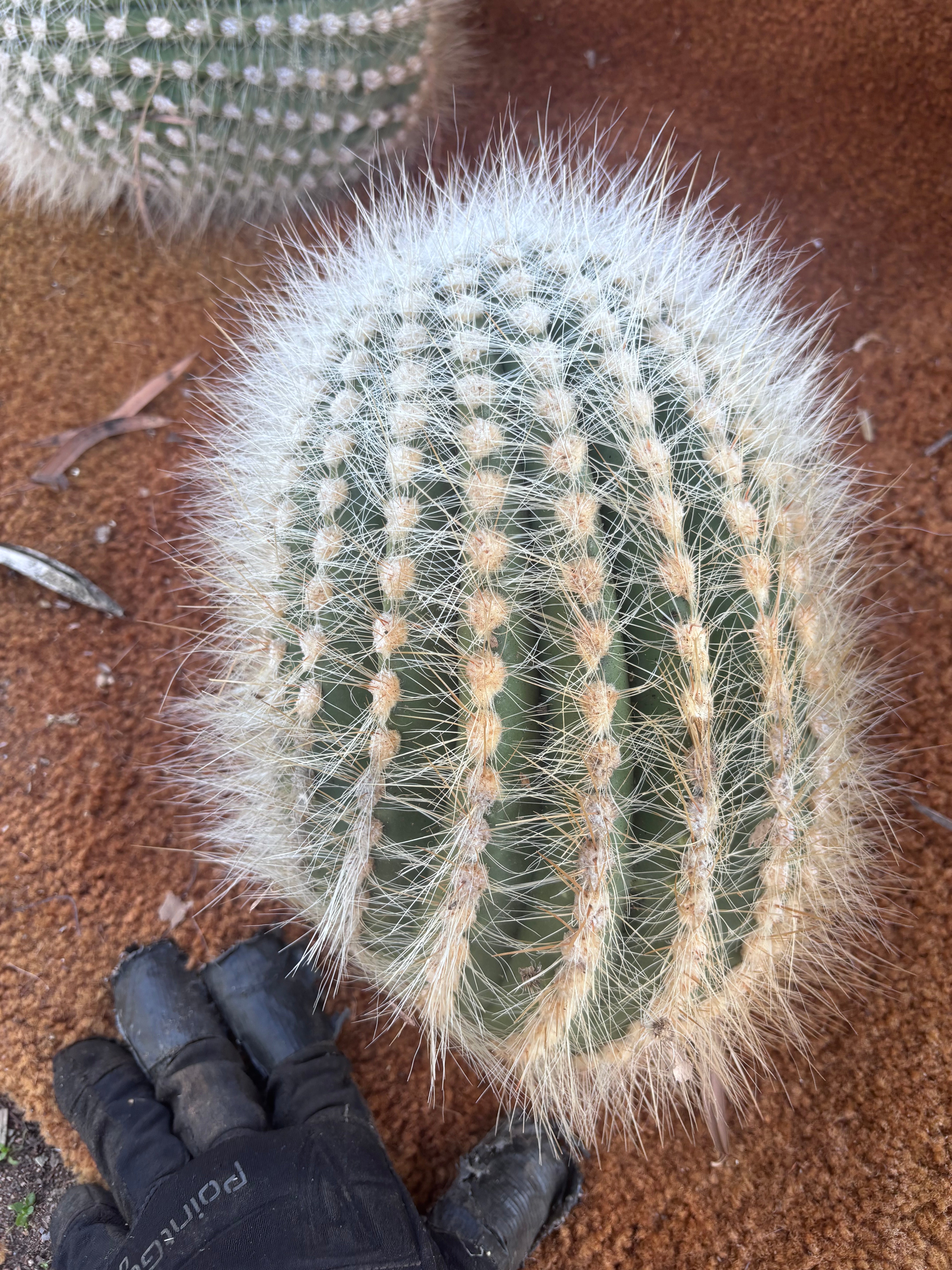💎 T. Atacamensis — 12” x 9” Fur Melon