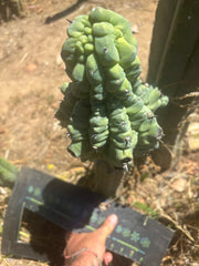 👑💎 Glorp — FAT XXL Graft