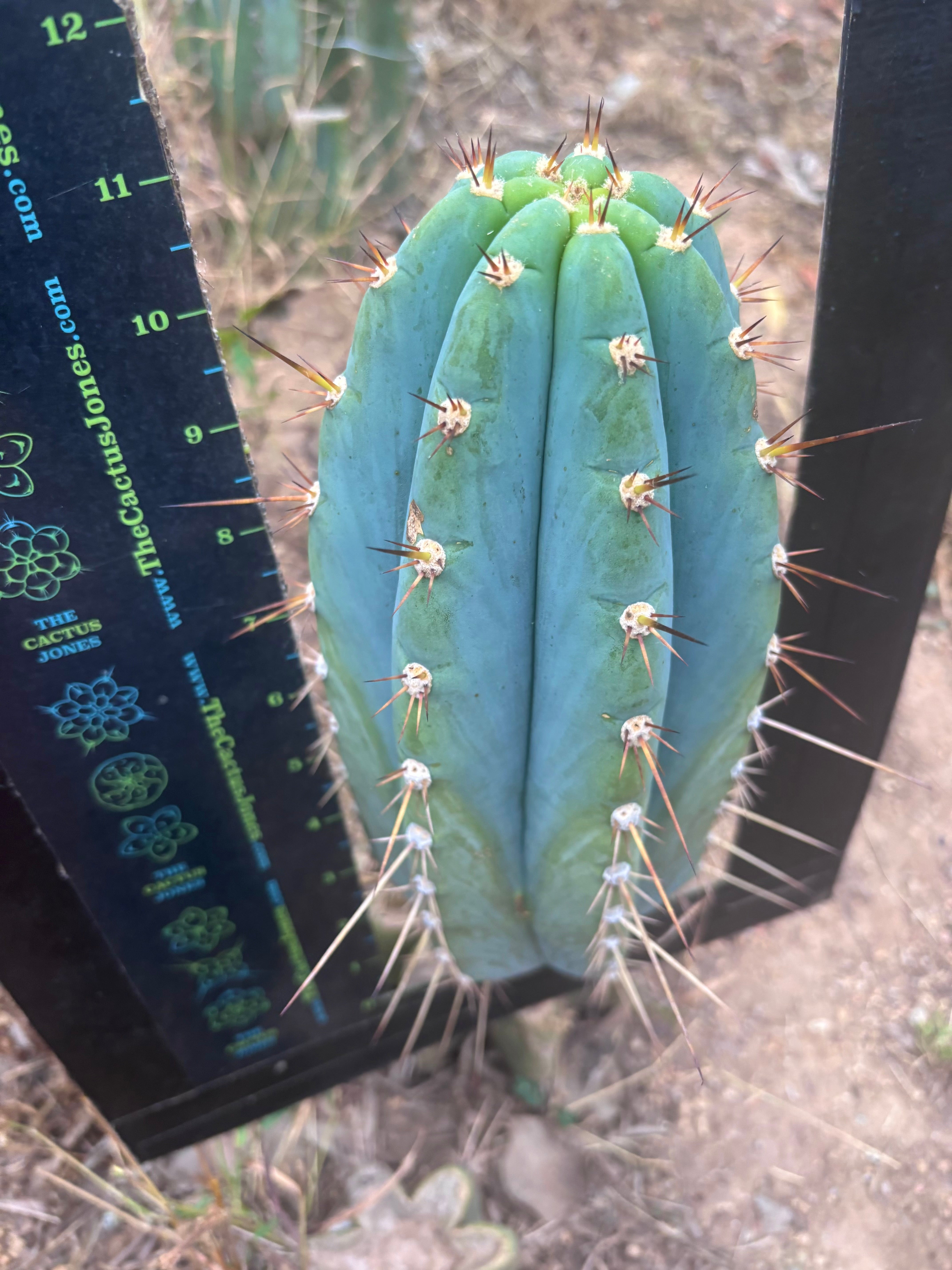 💎👑🌶️ CGG — Blue 11” Melon