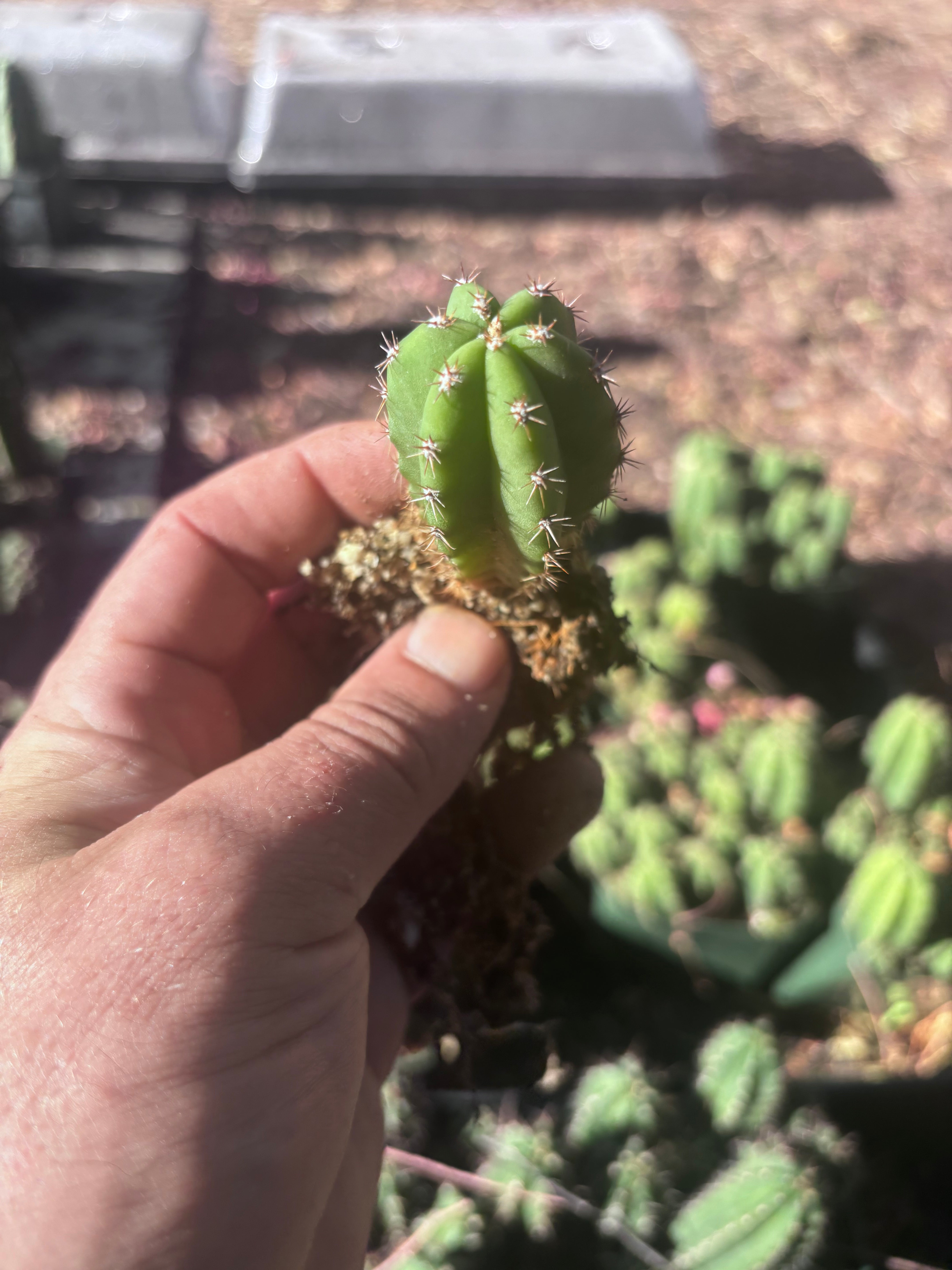 FREE ADD-ON —  Pala x Ferah Seedlings