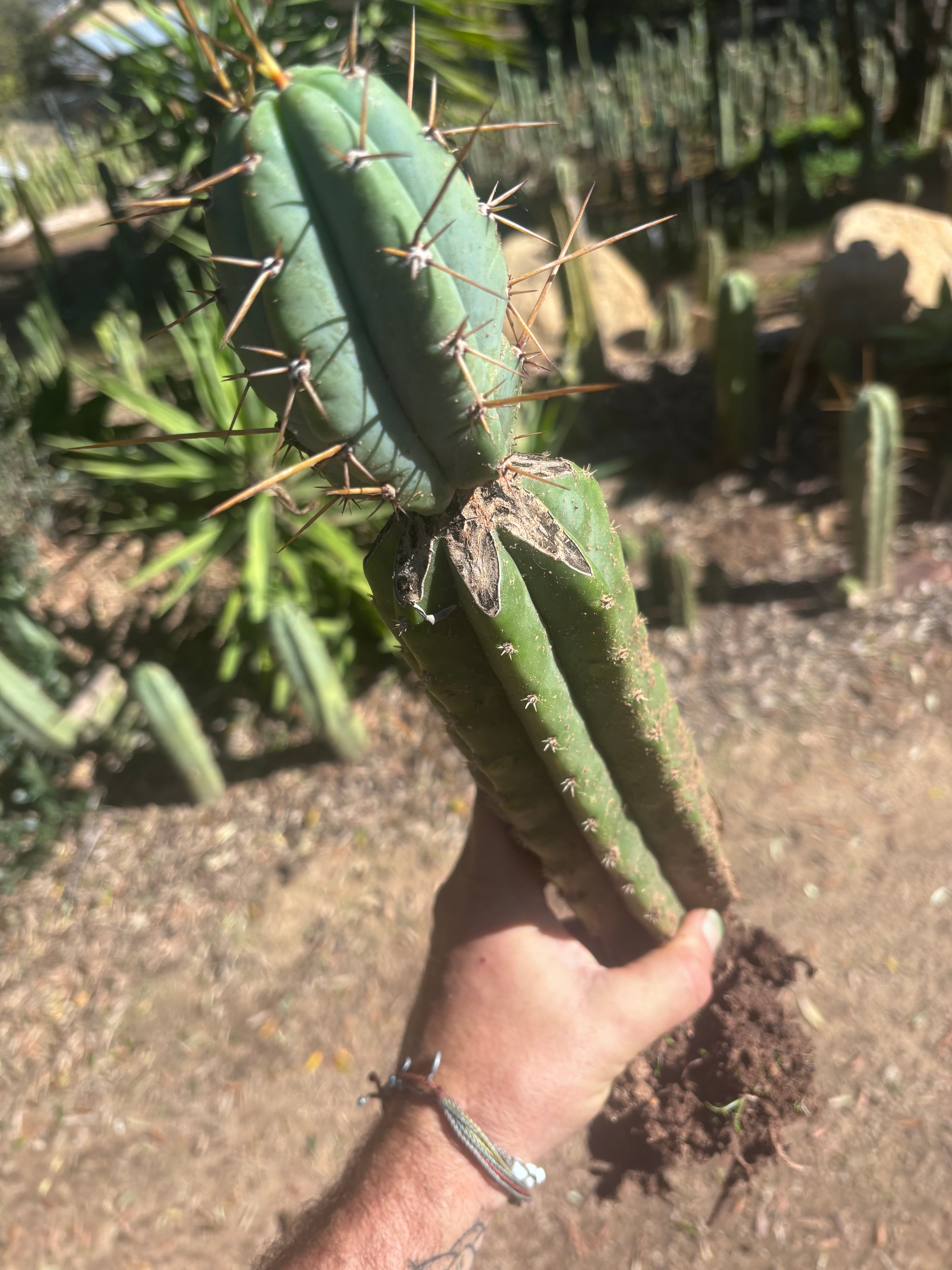 👑🌶️🌶️ Pala! — Rooted XL Graft