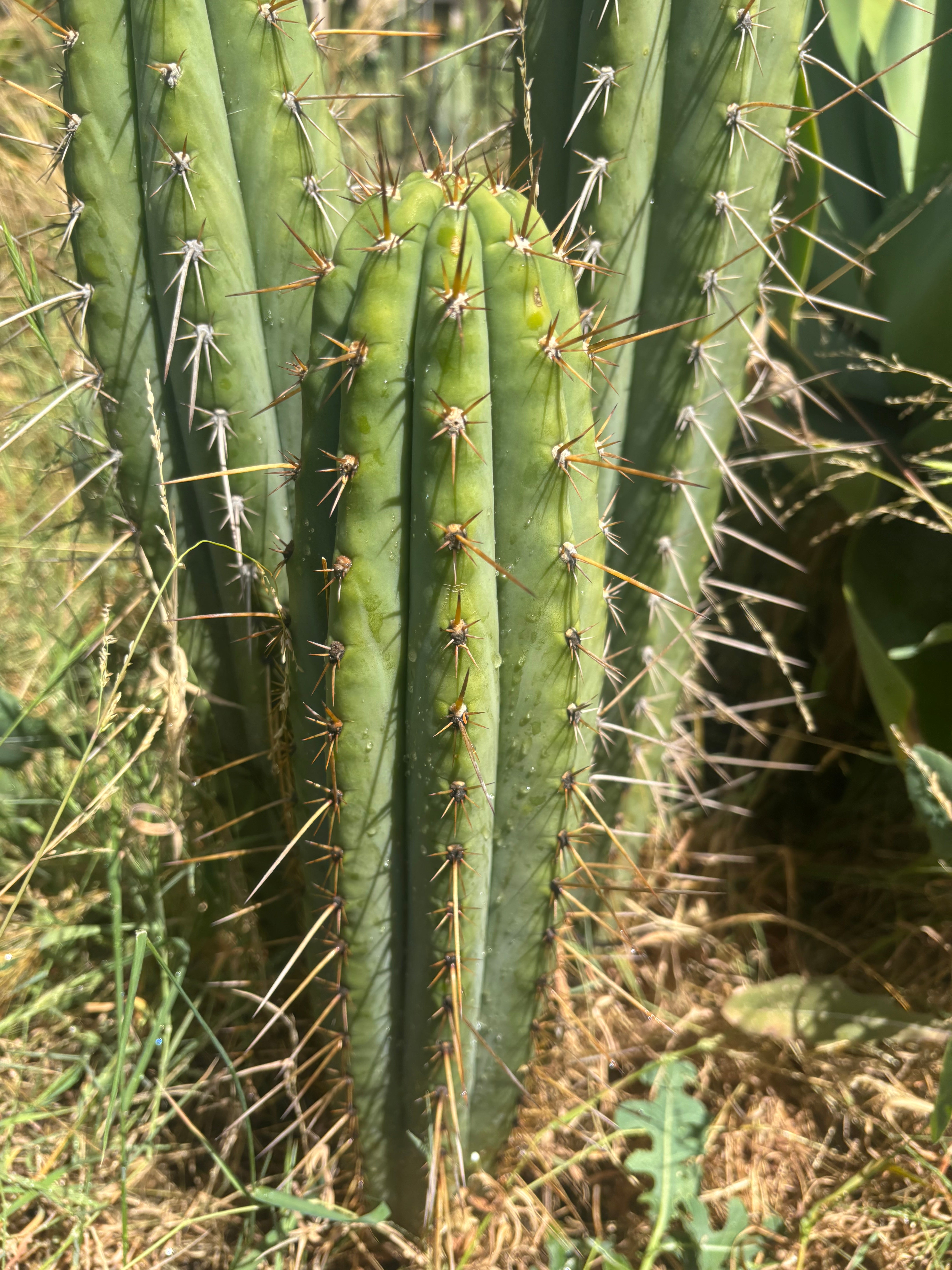 💎👑🌶️ Xochi — XL 16” Tip