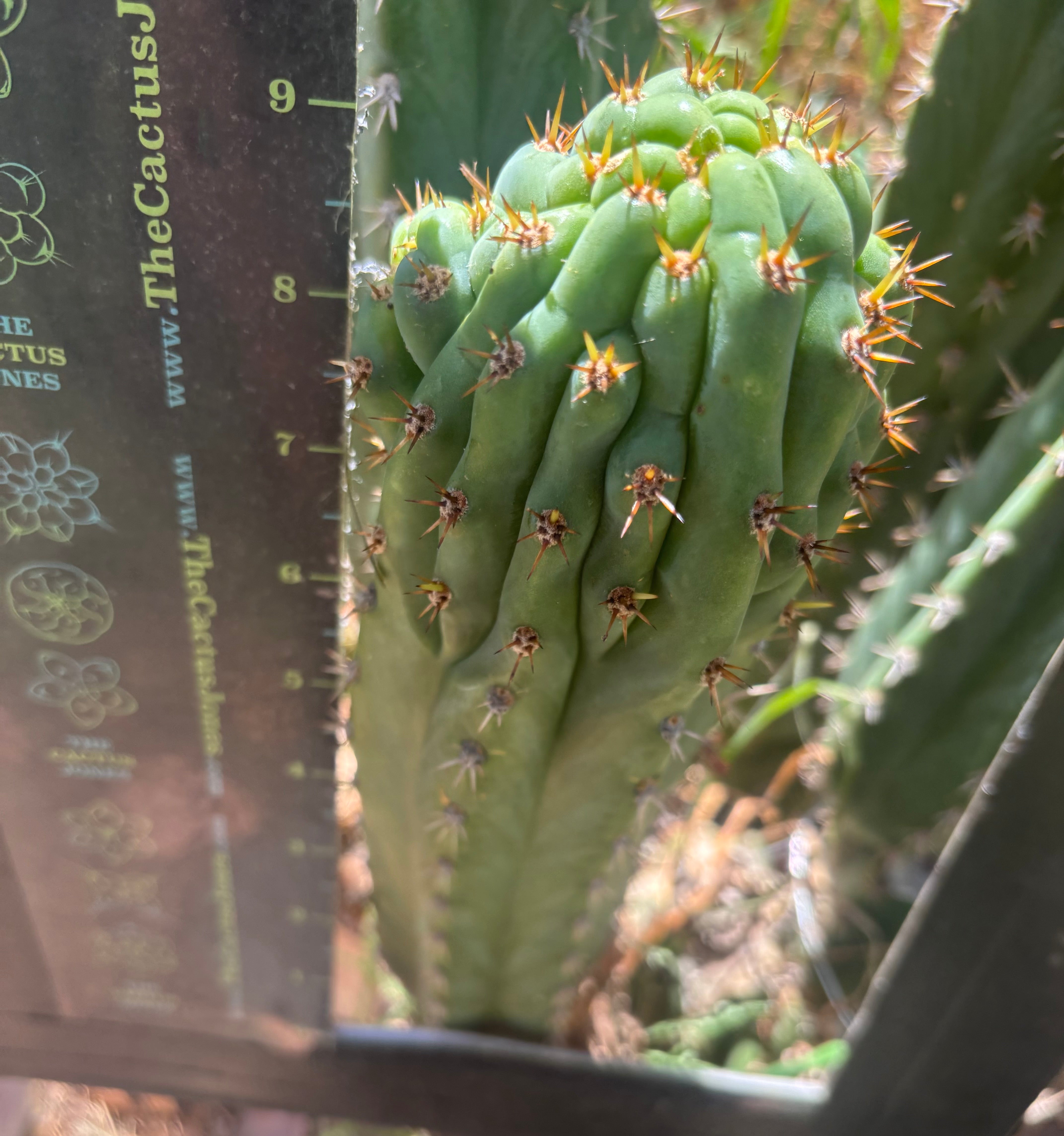 💎👑🐦‍⬛ RJ’s Clone — 9” Tip