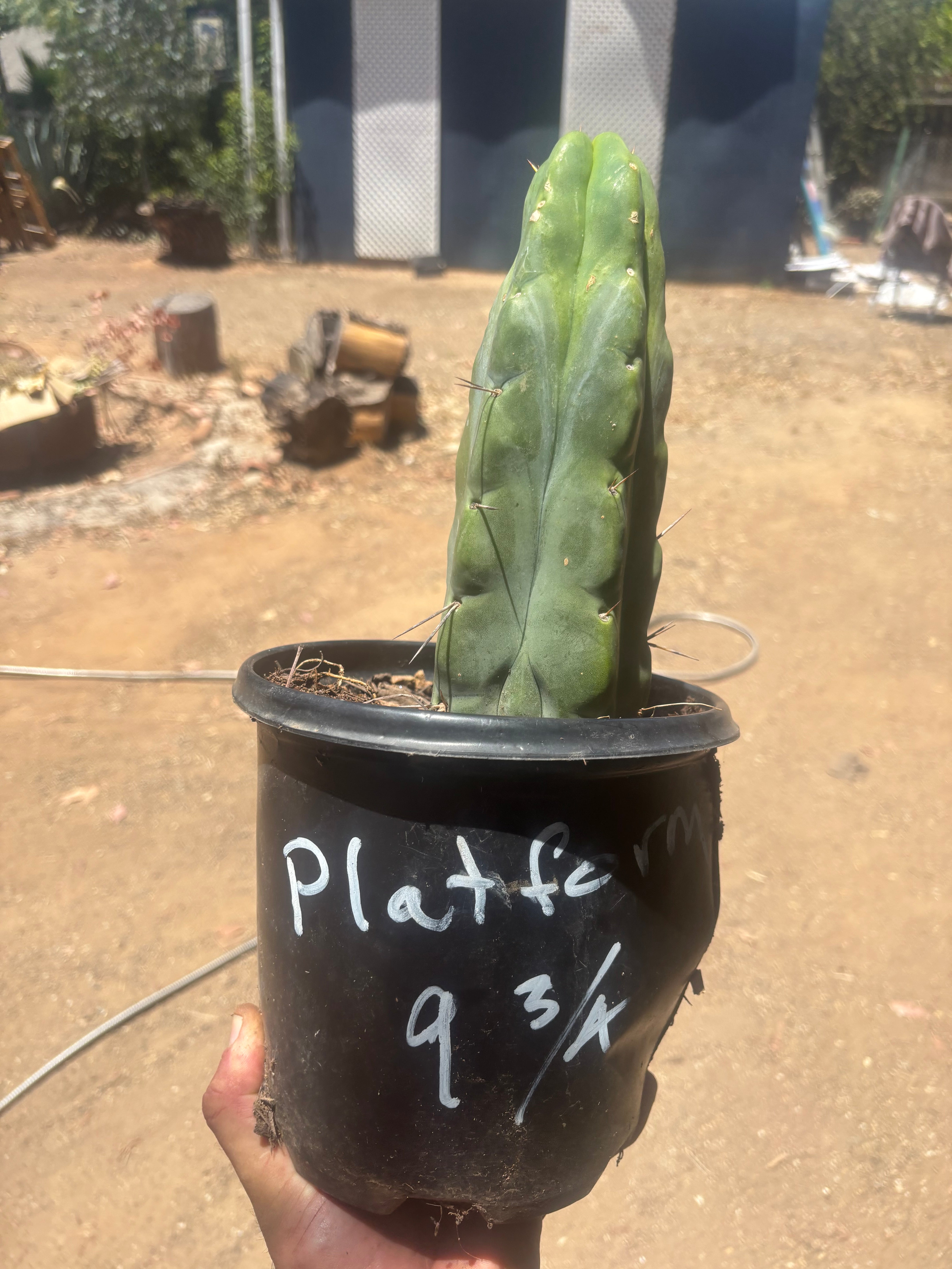 💎👑🌶️ Platform 9 3/4  — Beefy 11”Rooted Tip