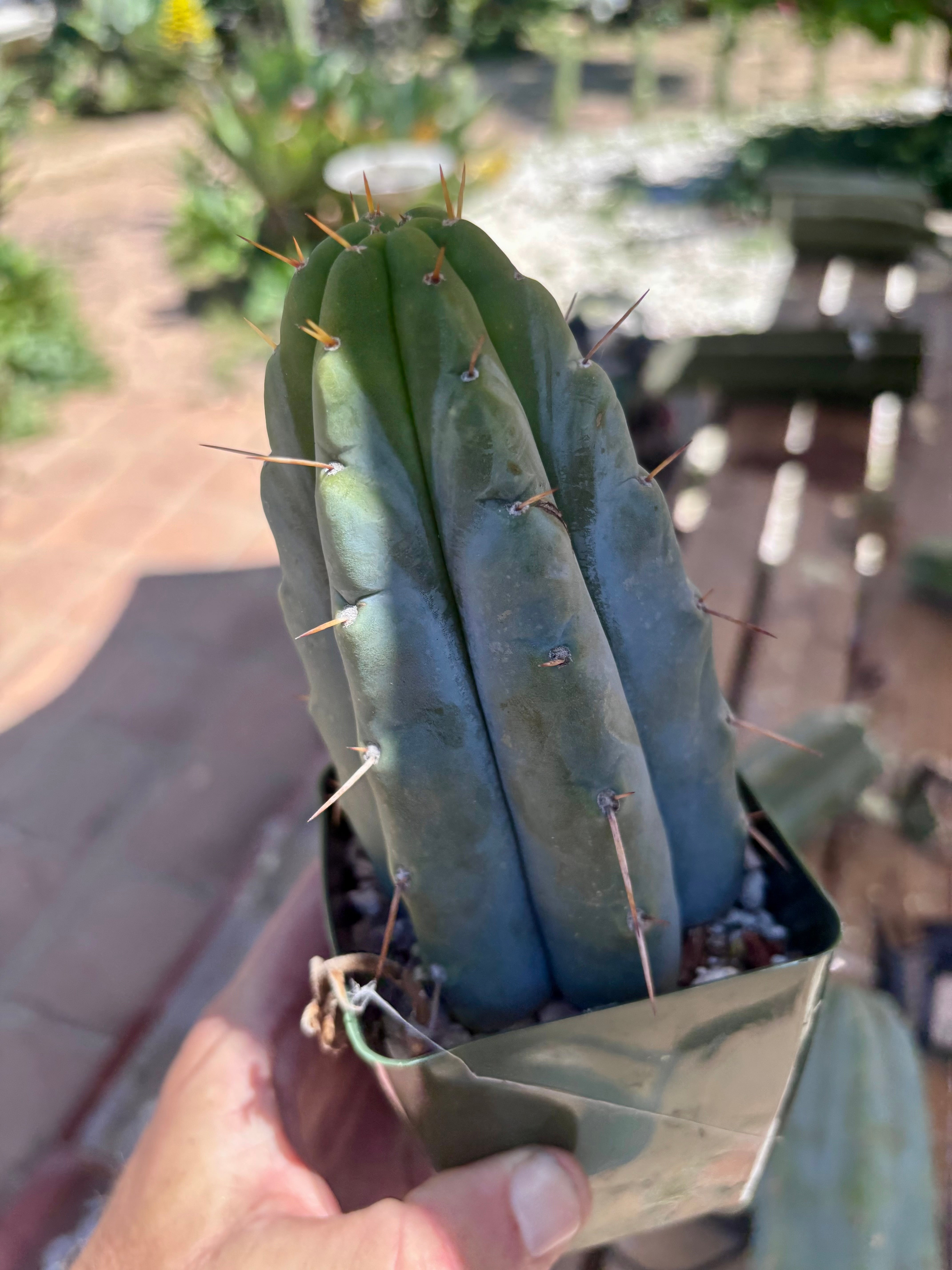 👑🌶️ Hammer — Rooted / Whole