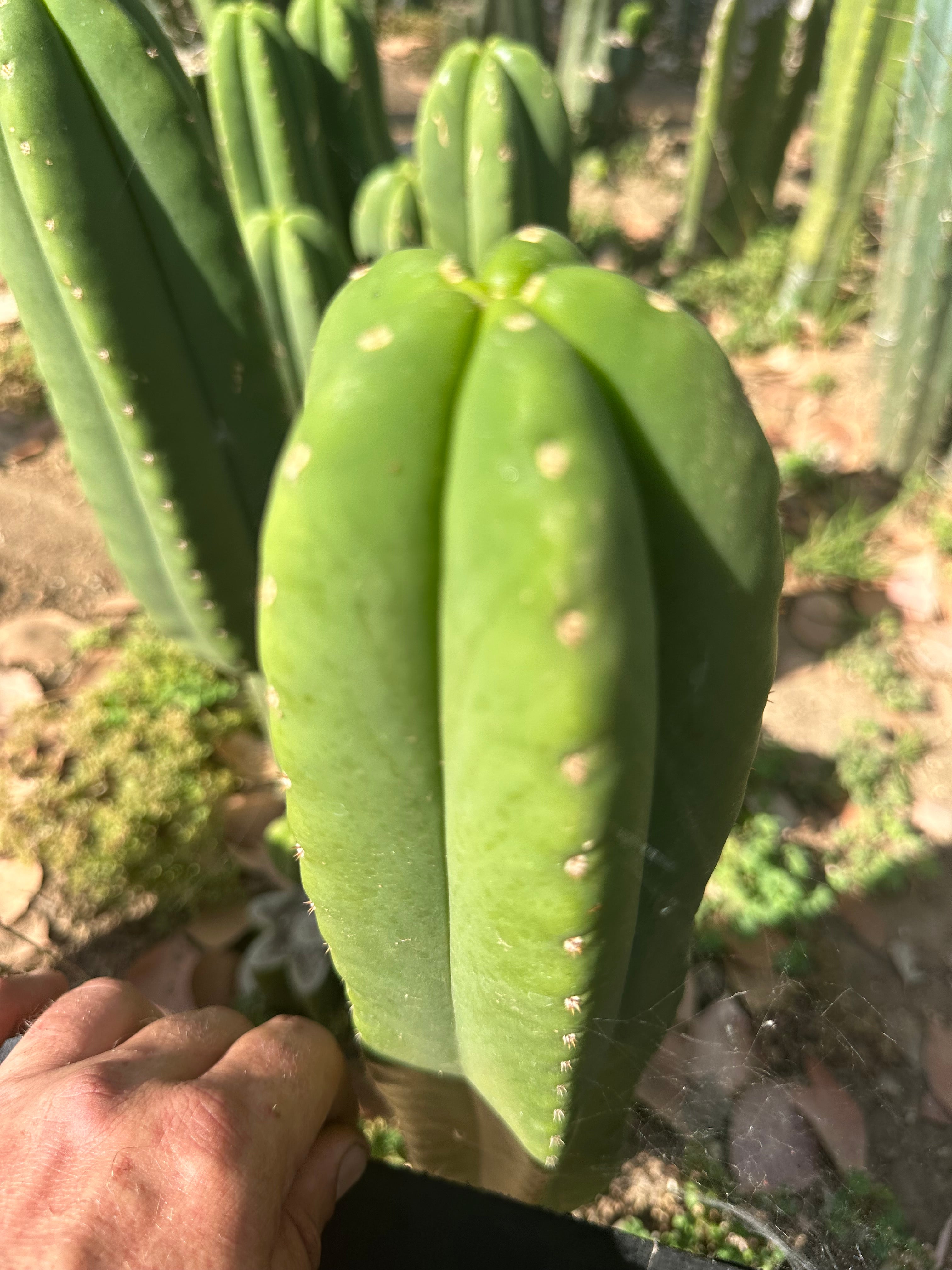 👑🌶️  Scop A  — Fat 10” Pup