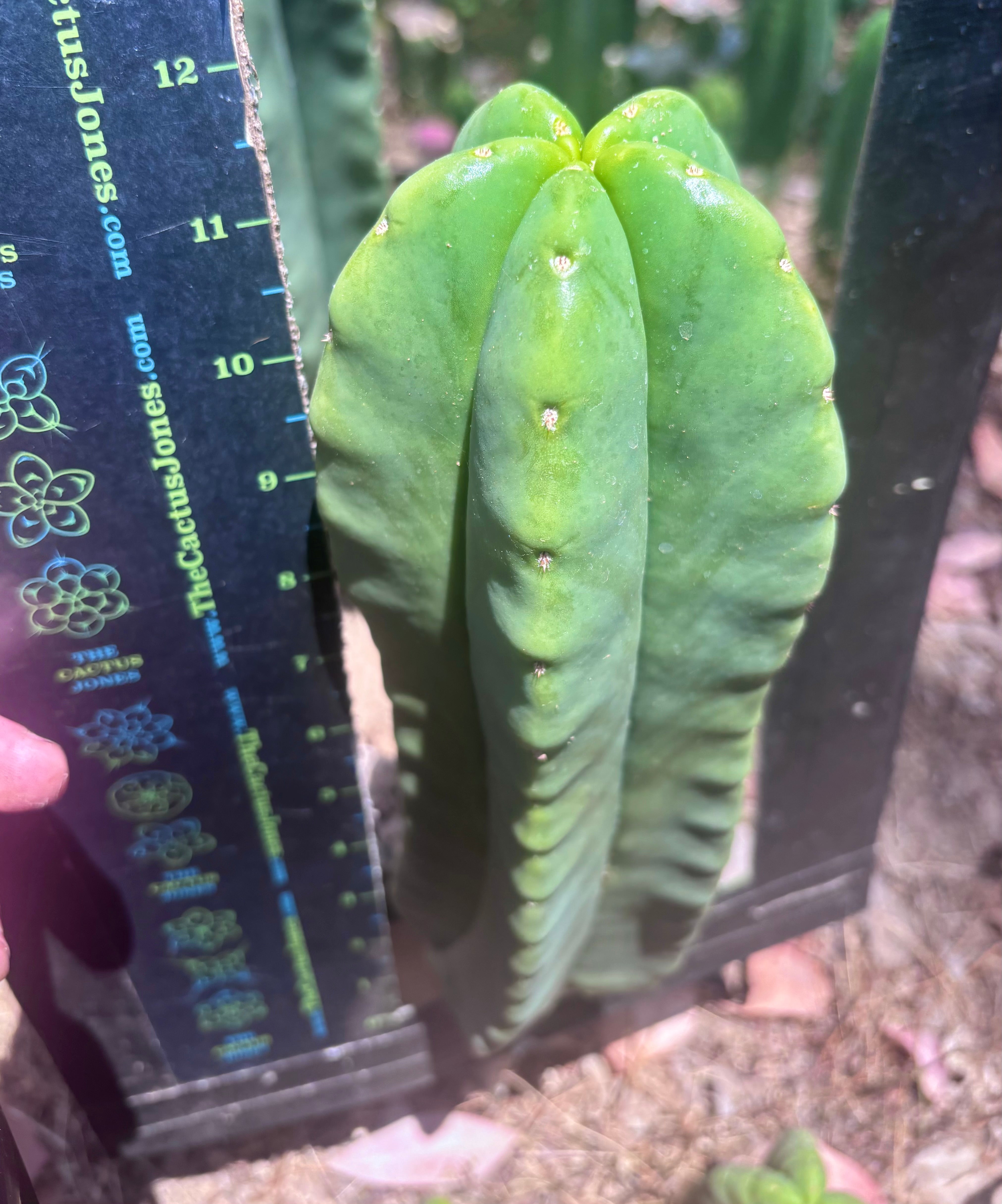 👑💎🌶️ Zulk — Fat 12” Pup