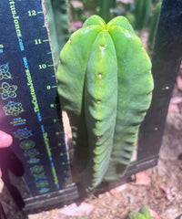 👑💎🌶️ Zulk — Fat 12” Pup
