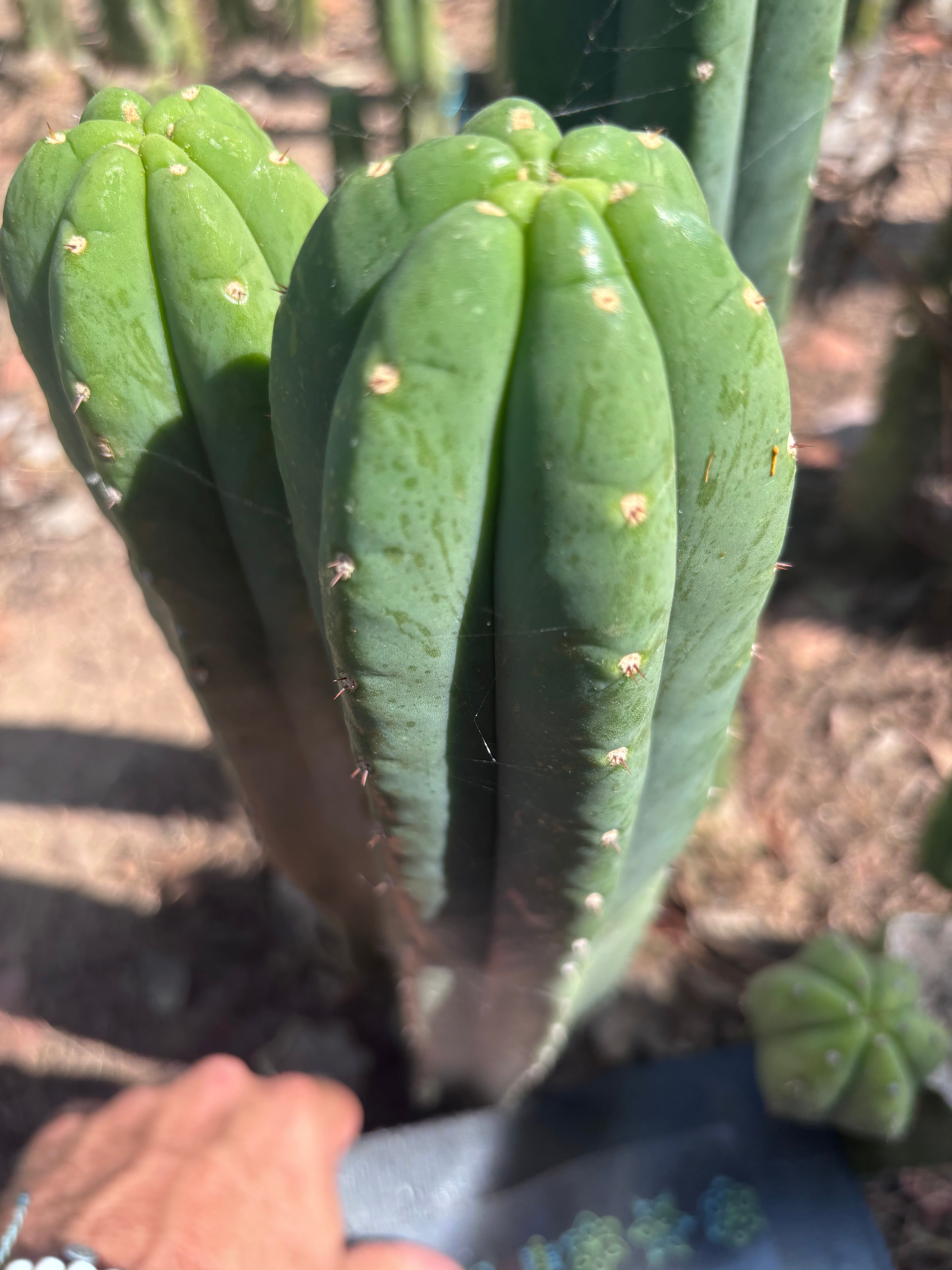 👑🌶️ Hugh — XL 14” Tip