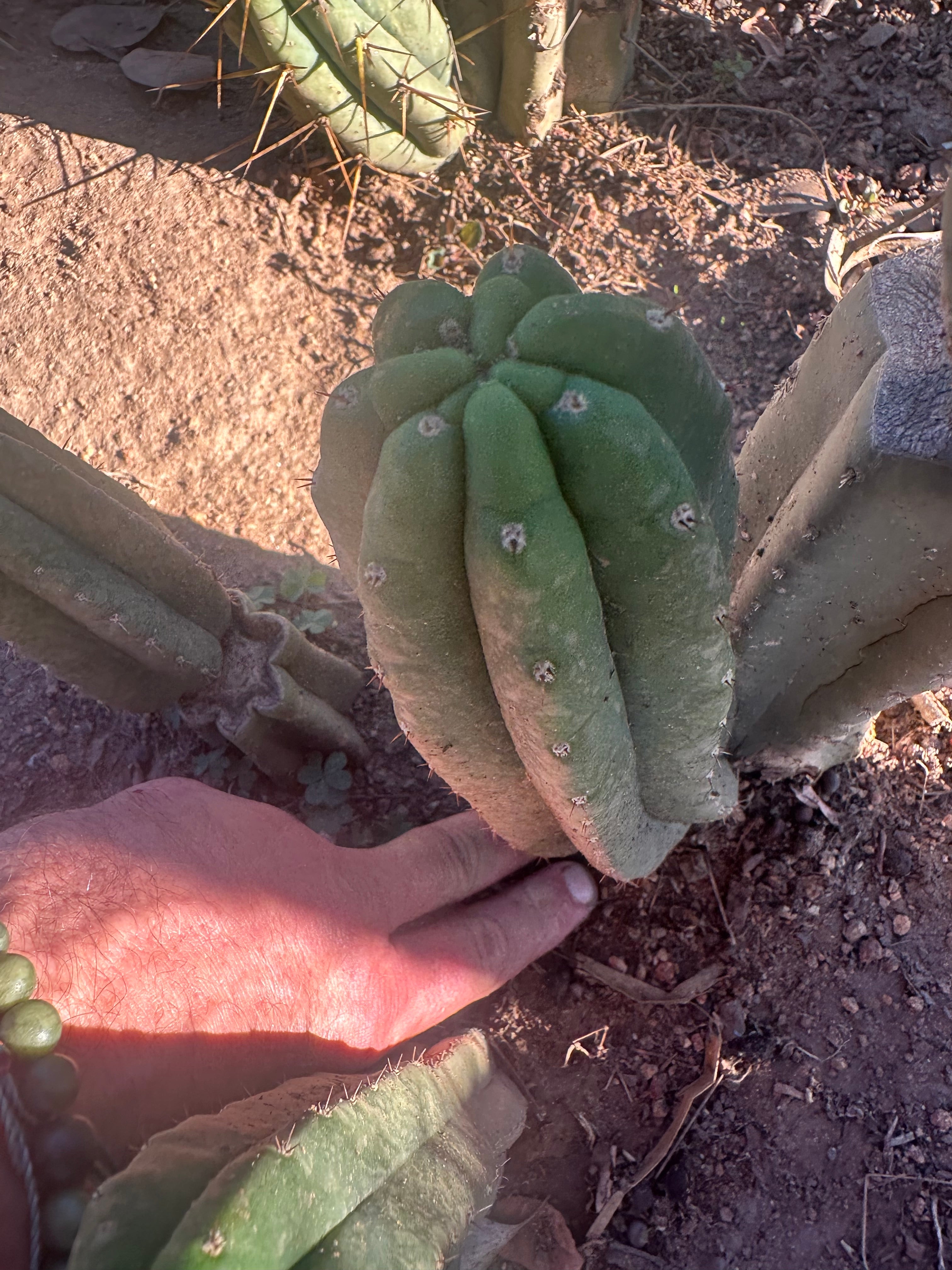 👑🌶️ Genesis — 9” Pup