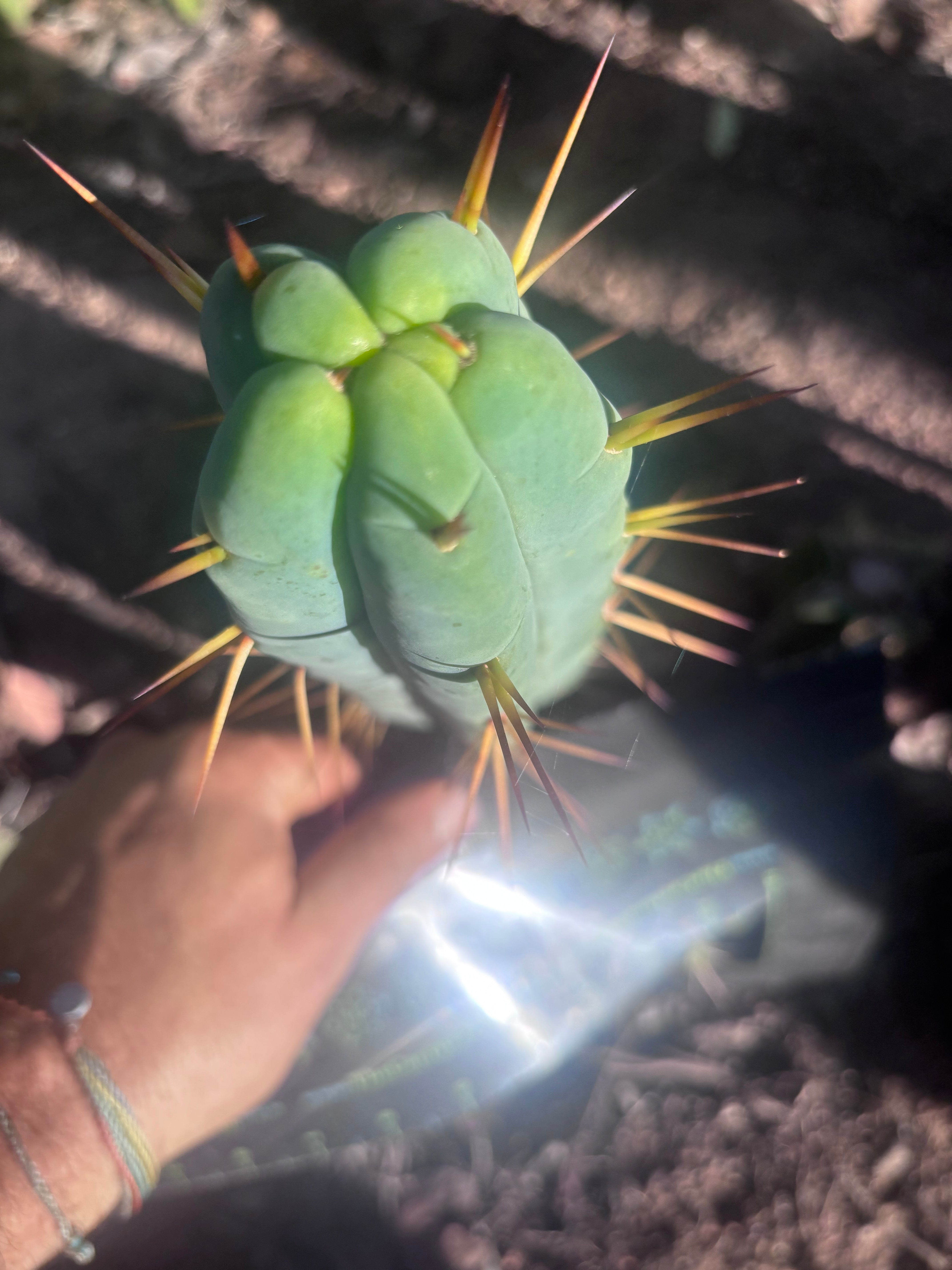 👑🌶️ Basement Shaman — 9” Tip