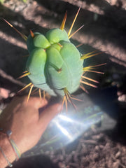 👑🌶️ Basement Shaman — 9” Tip