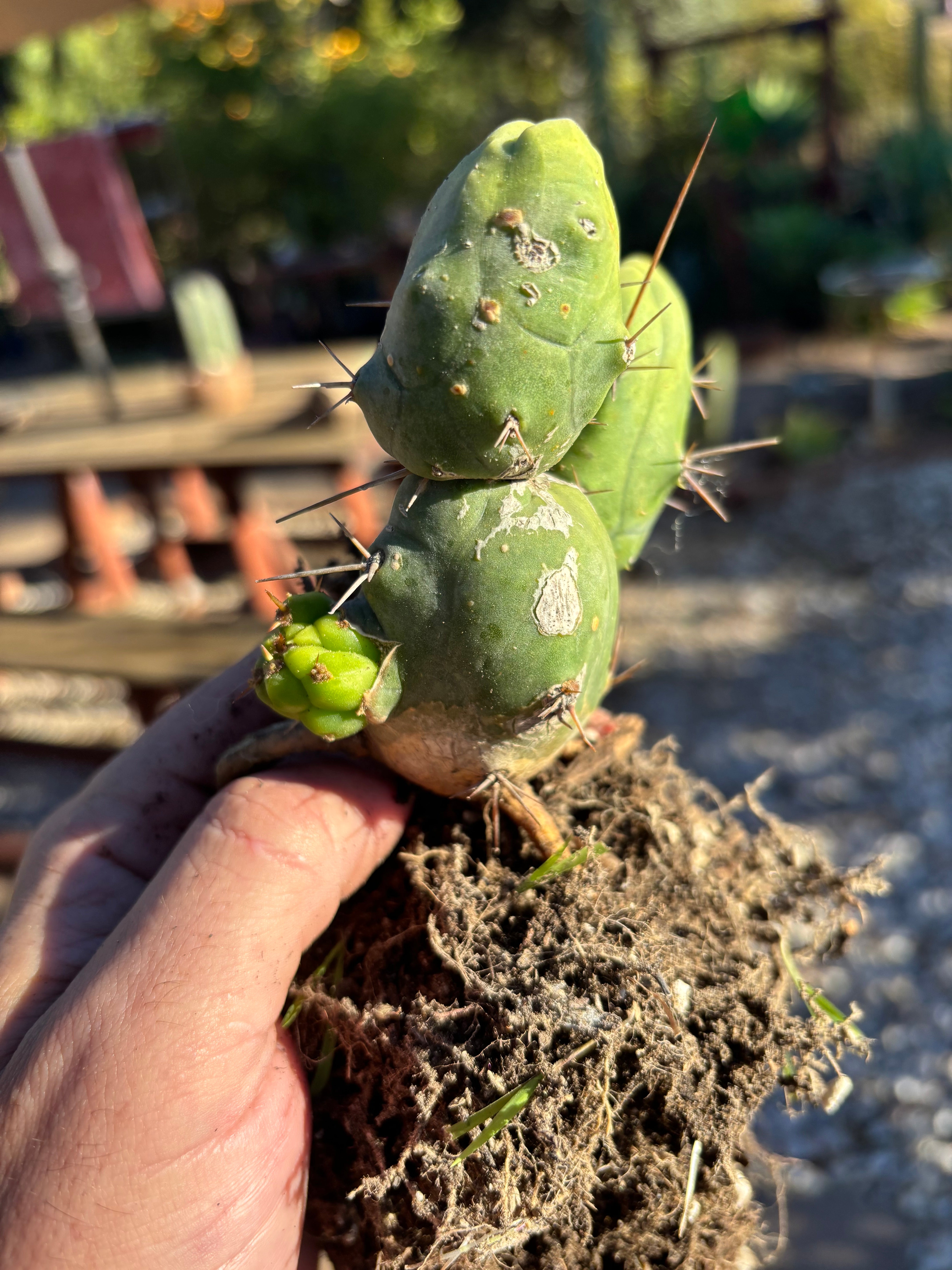 👑🌶️🌶️  TBM Clone B