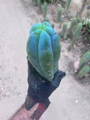 👑🌶️🌶️  Jiimz Twin — 14” Tip