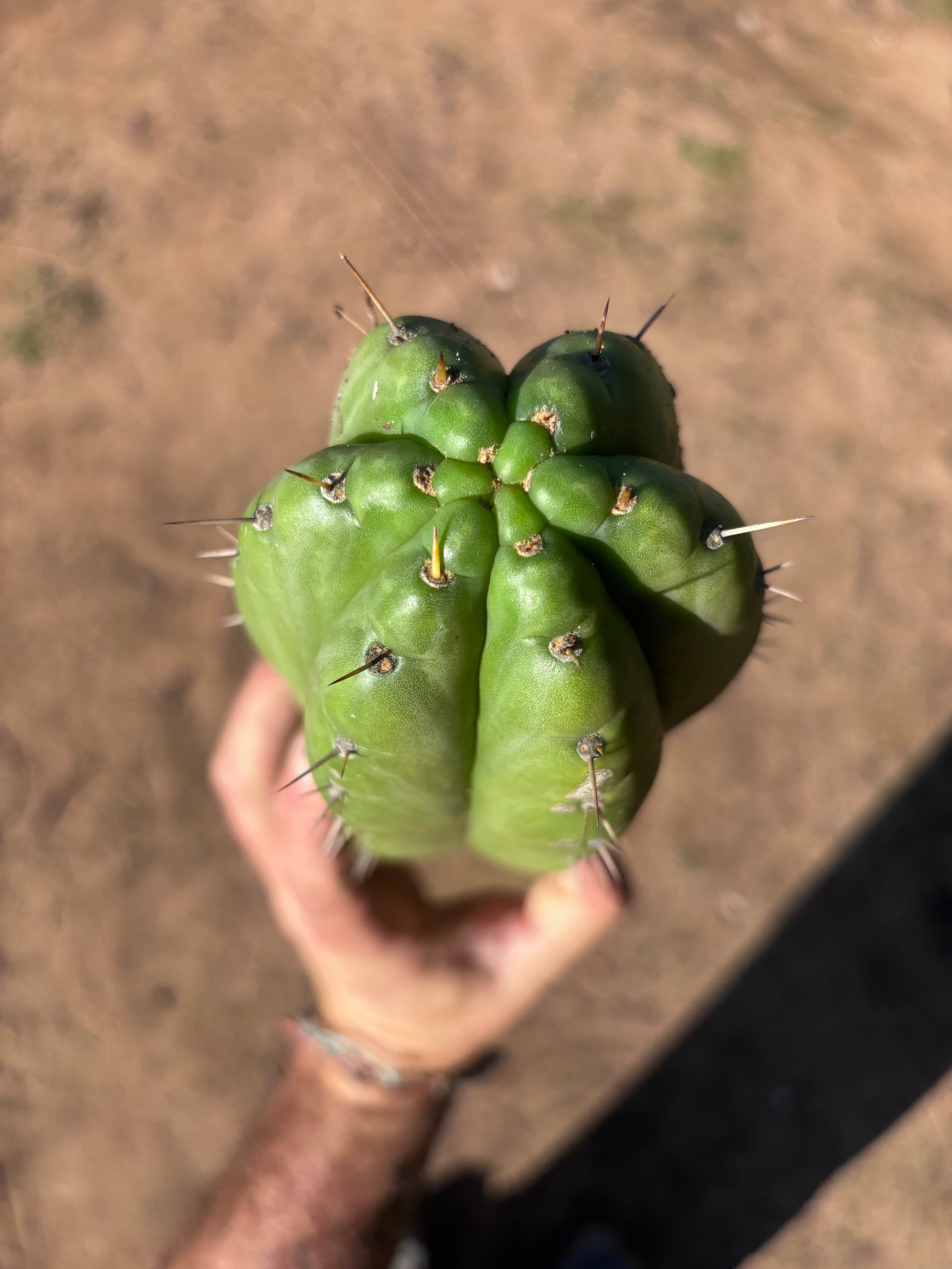 👑🌶️ Huarazensis — 10” Chonk Tip