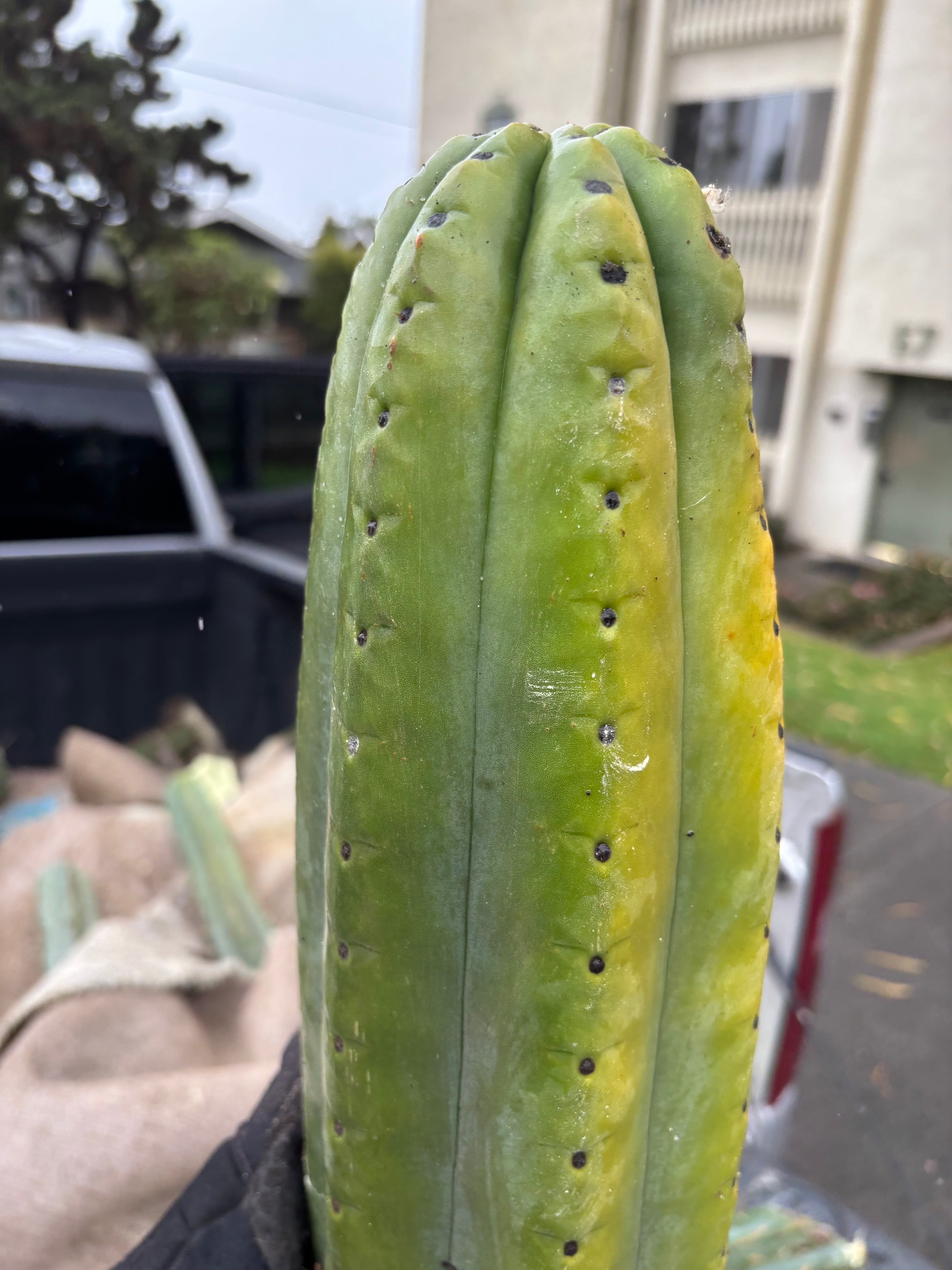👑💎🌶️ The Fattest Soozy Ever Listed