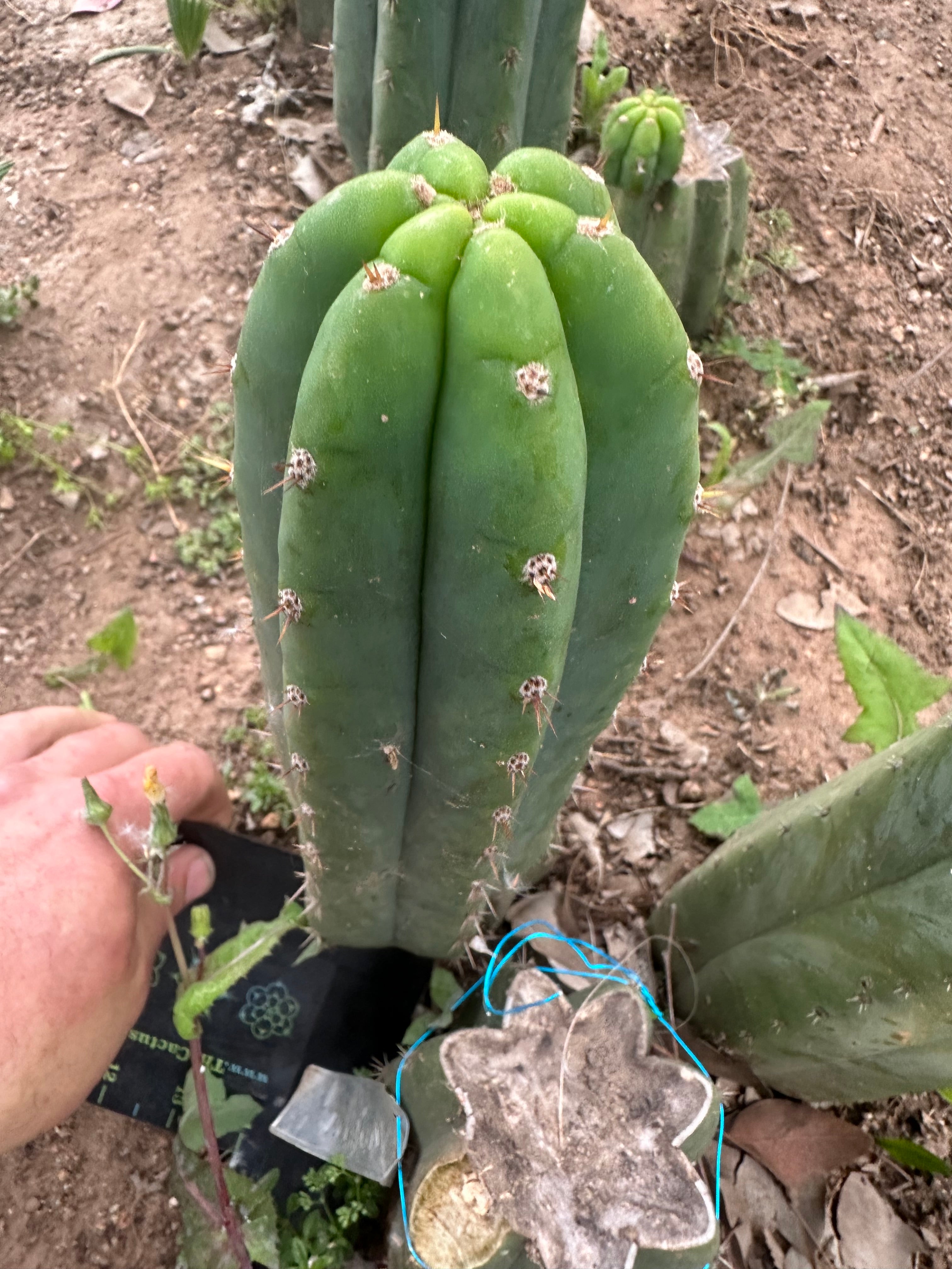 👑🌶️🌶️ Landfill — 10” Pup