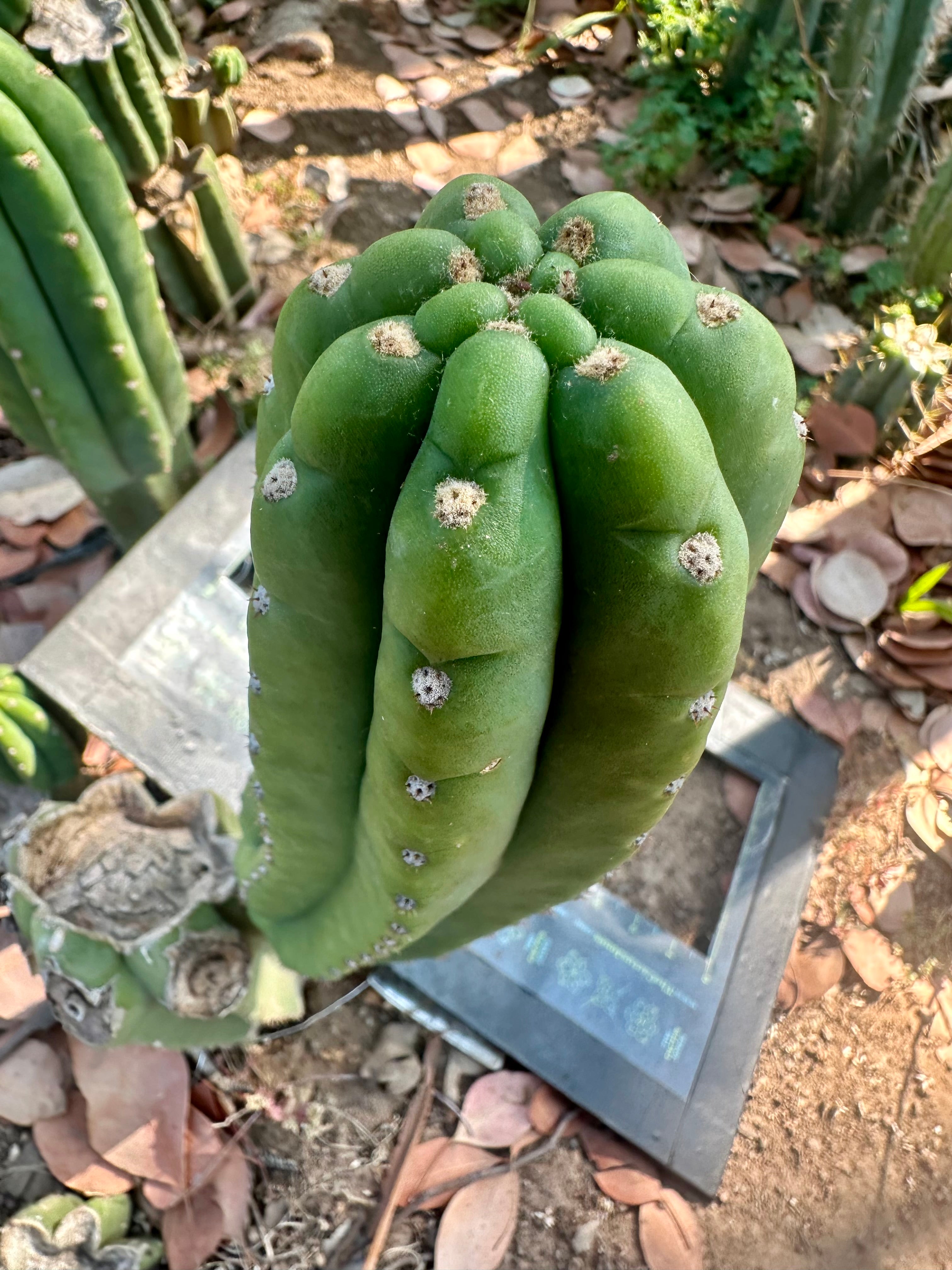 👑🌶️ The Field’s Pachanoi — 11” Pup