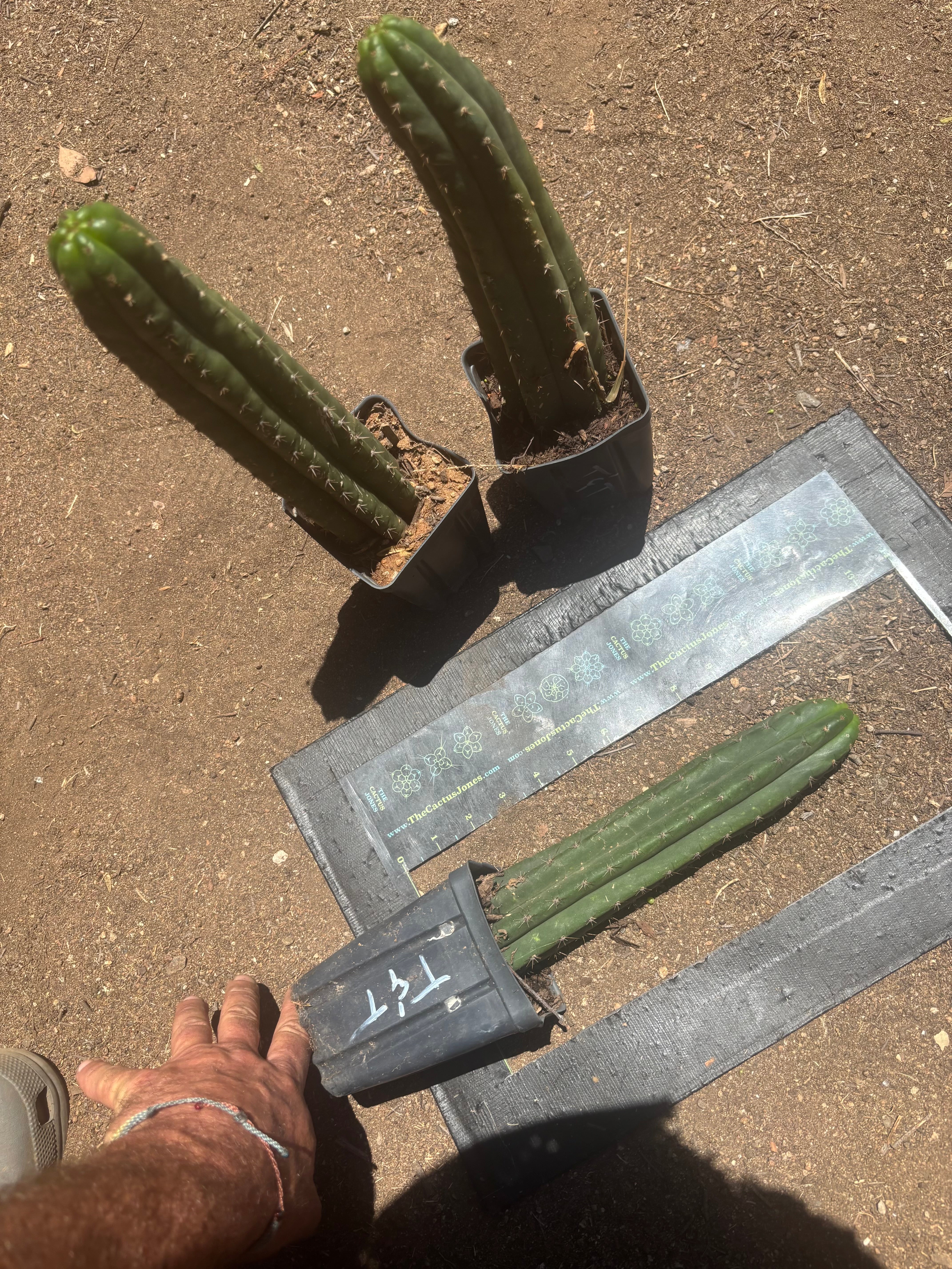 👑🌶️ Torres & Torres — Rooted 11” Tips