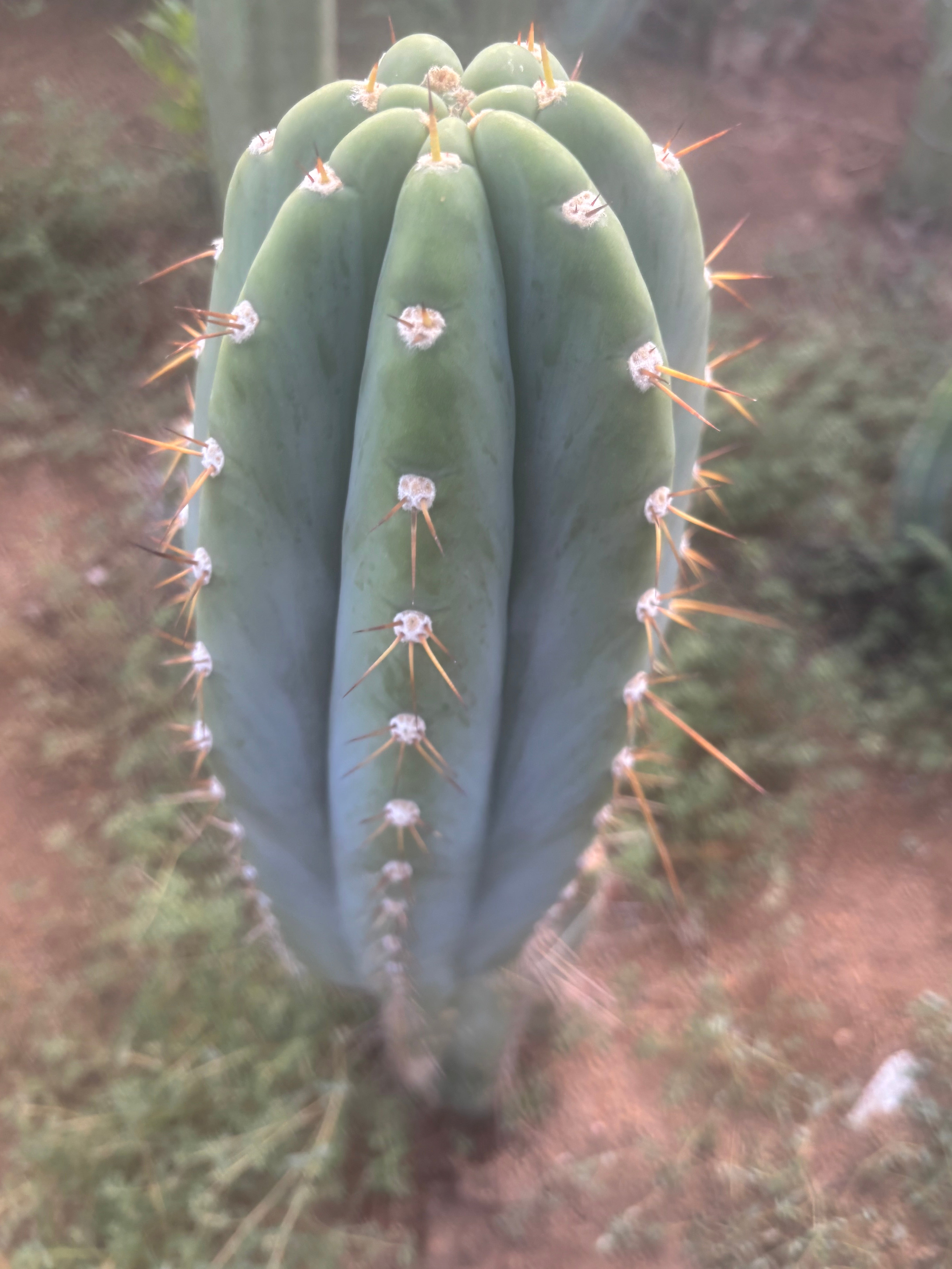 💎👑🌶️ CGG — MASSIVE 17” Melon