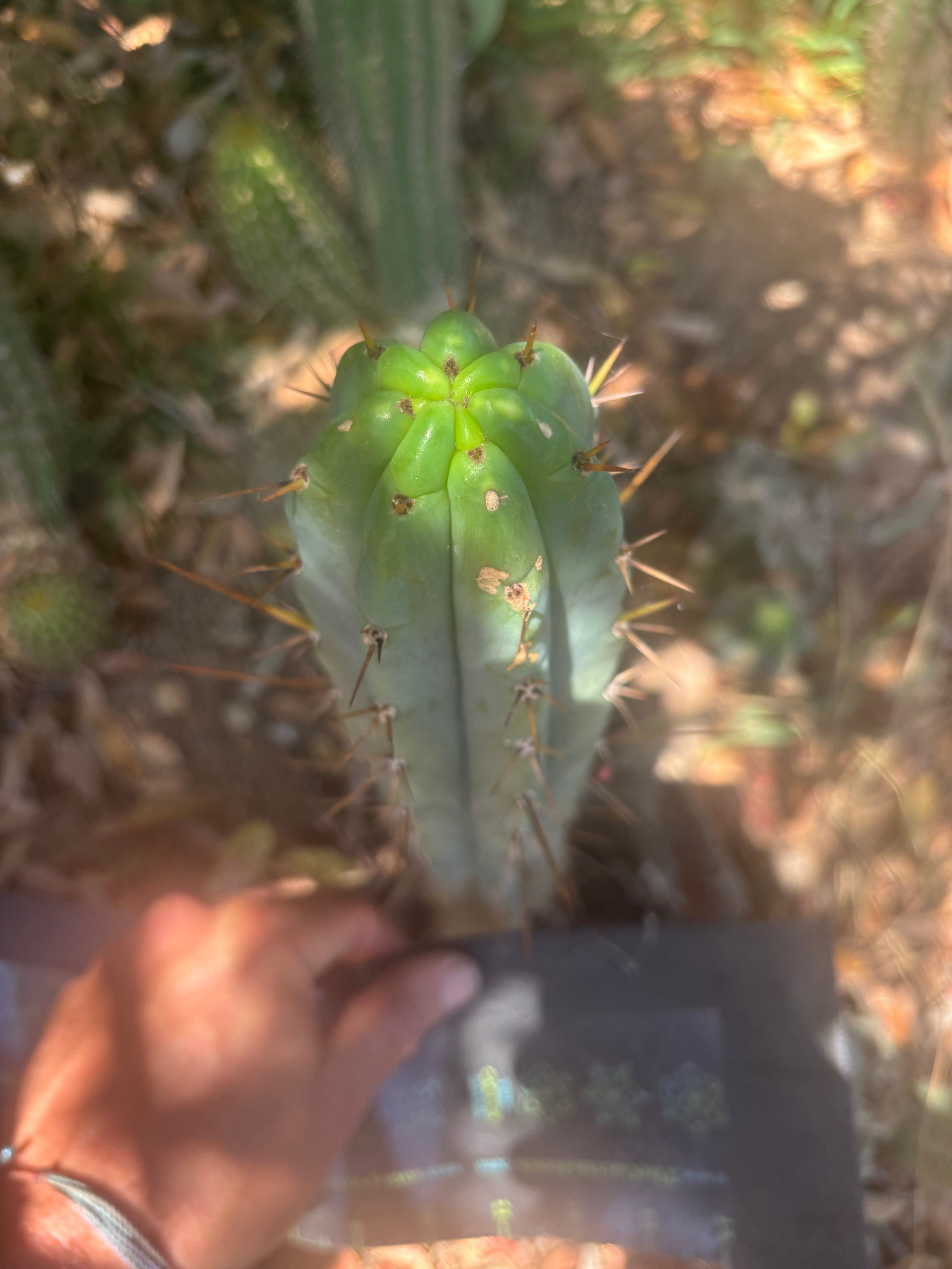 👑🌶️🌶️ Pala — 9” Tip Again