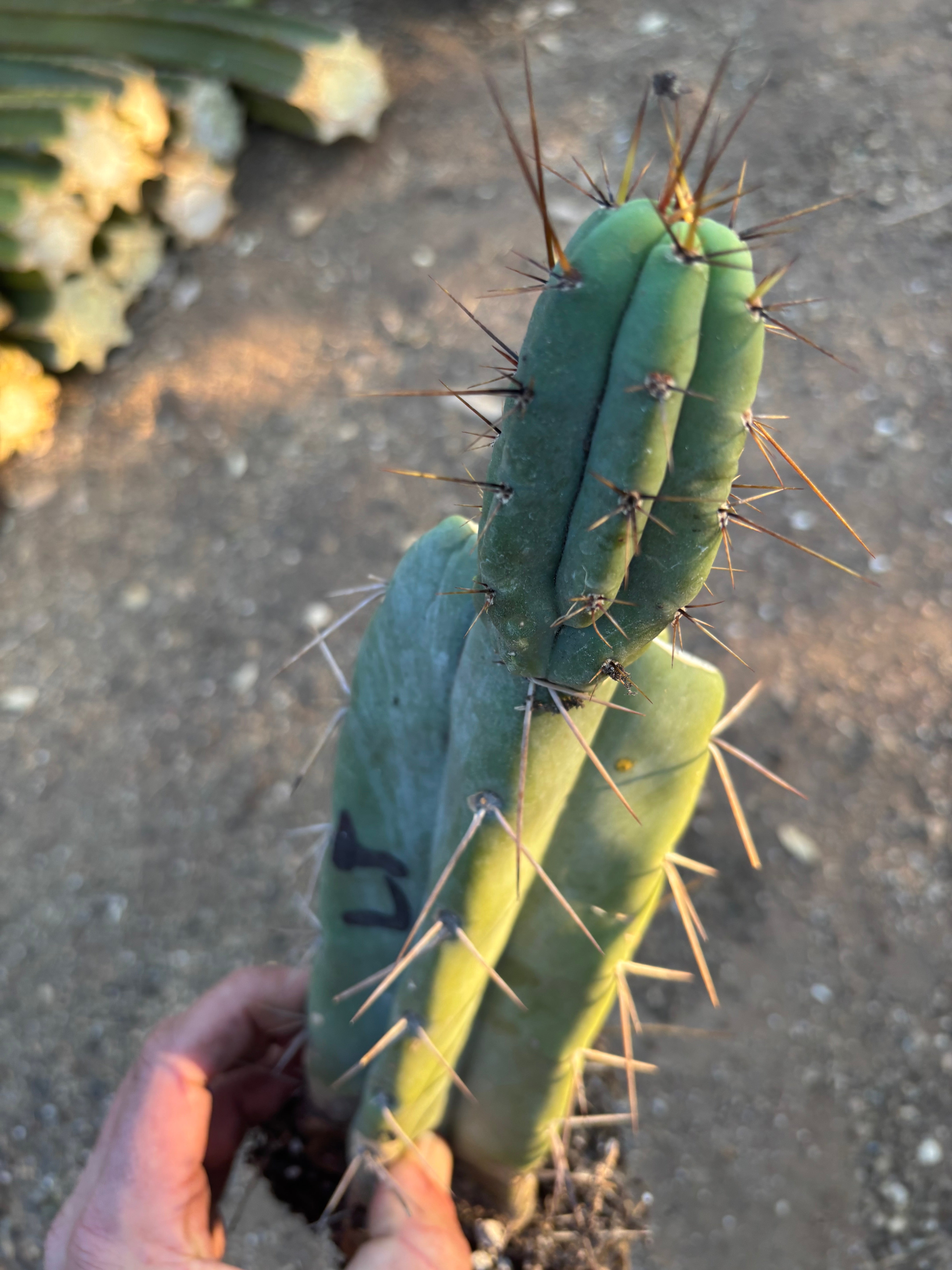 👑🌶️ Lumberjack— Rooted Mid w/Pup