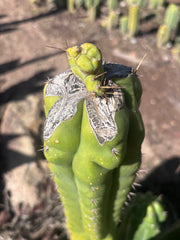 👑💎🌶️🌶️ TBMC — Graft on Thick TPM