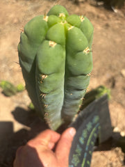 💎👑🌶️ Bob’s Colossus — Beefy 9” Tip